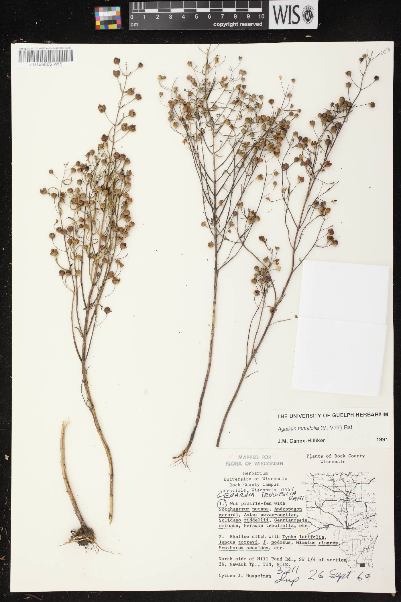 Agalinis tenuifolia image
