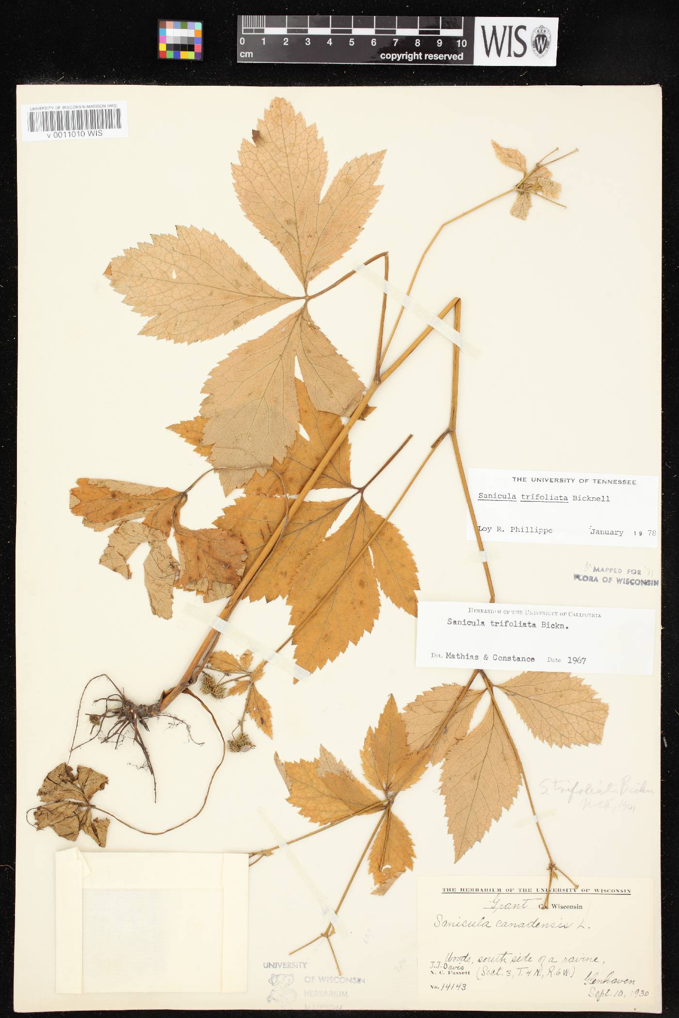 Sanicula trifoliata image