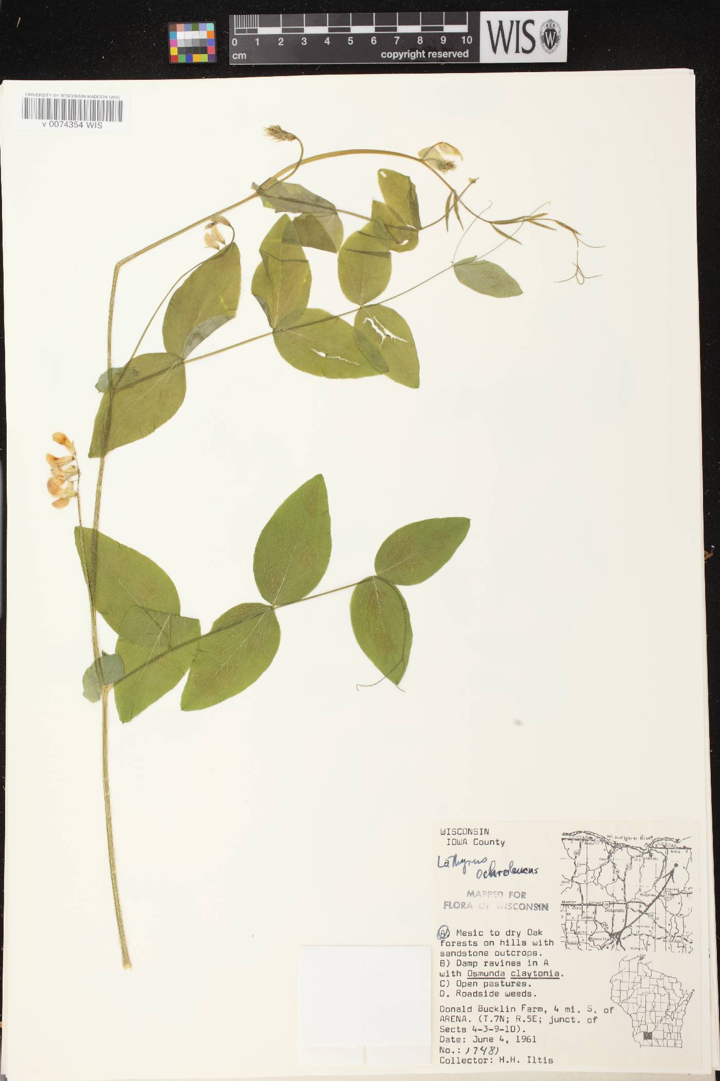 Lathyrus ochroleucus image