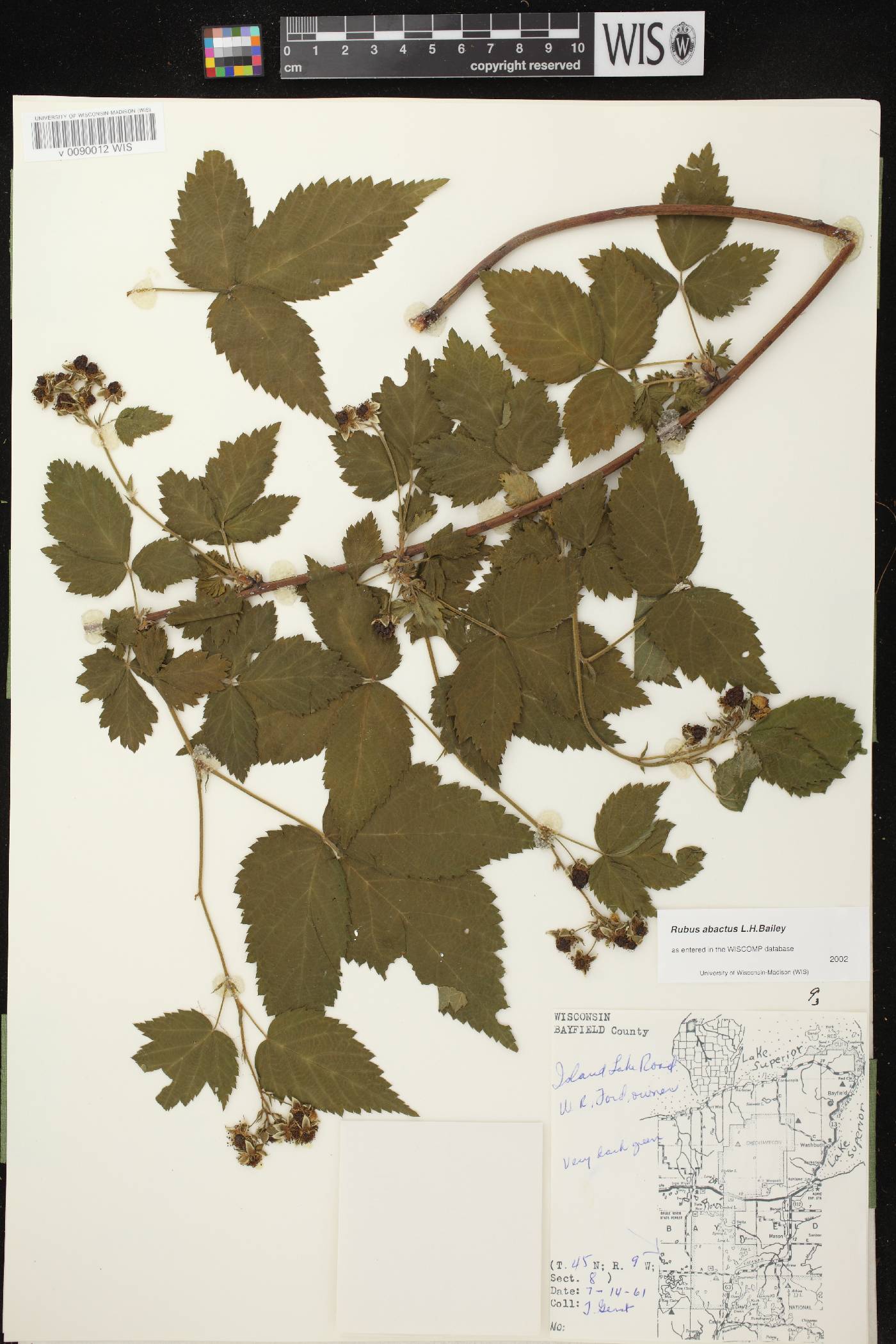 Rubus pensilvanicus image