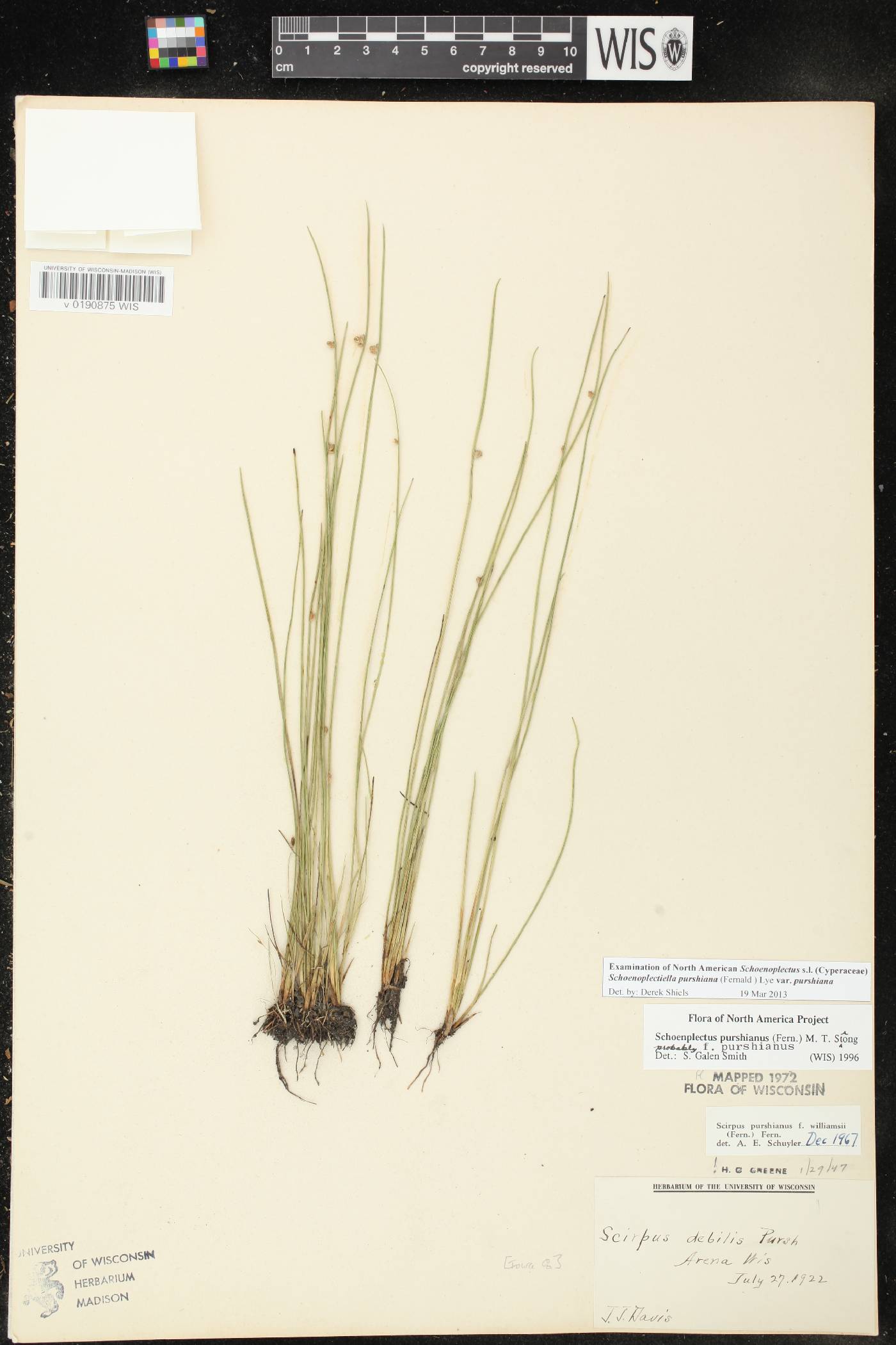 Schoenoplectus purshianus image