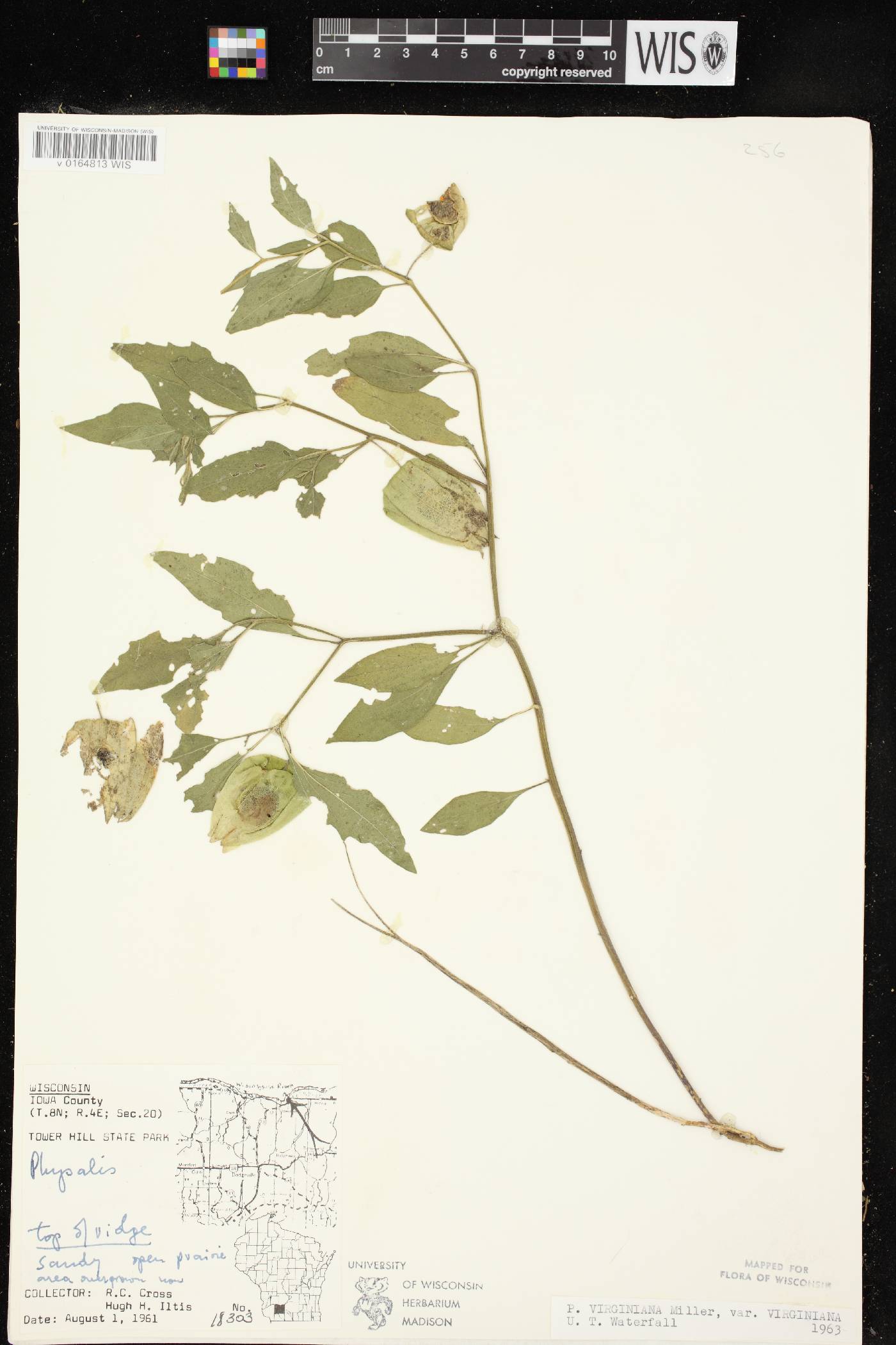 Physalis virginiana var. virginiana image