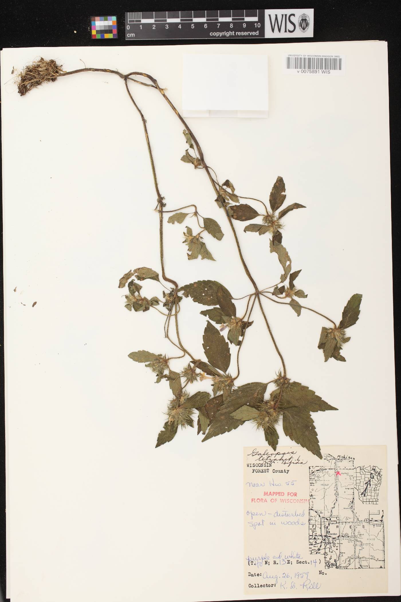 Galeopsis tetrahit image