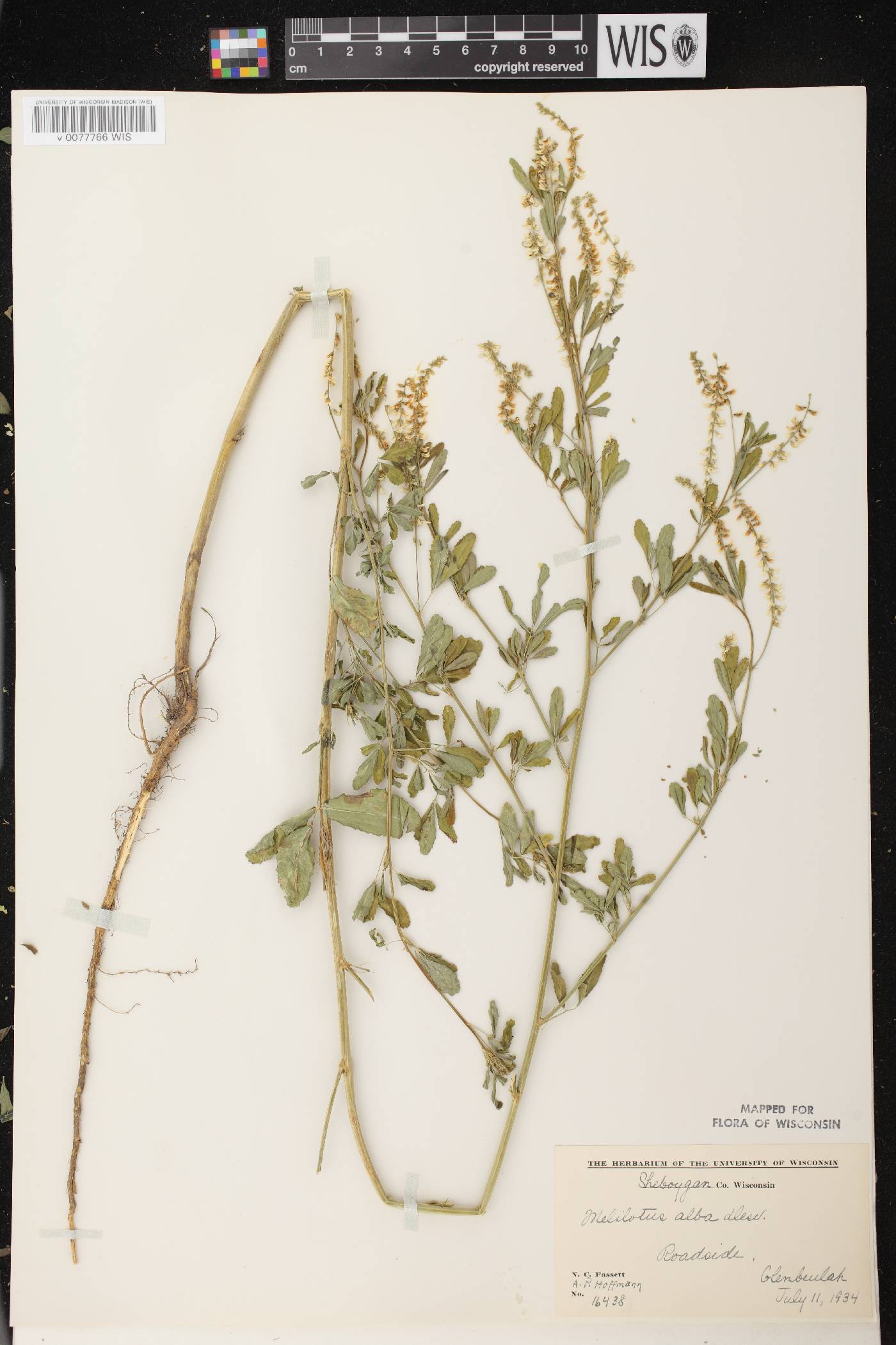 Melilotus albus image