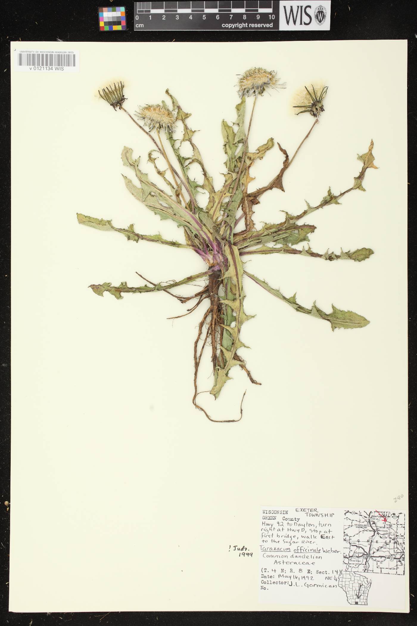 Taraxacum officinale image