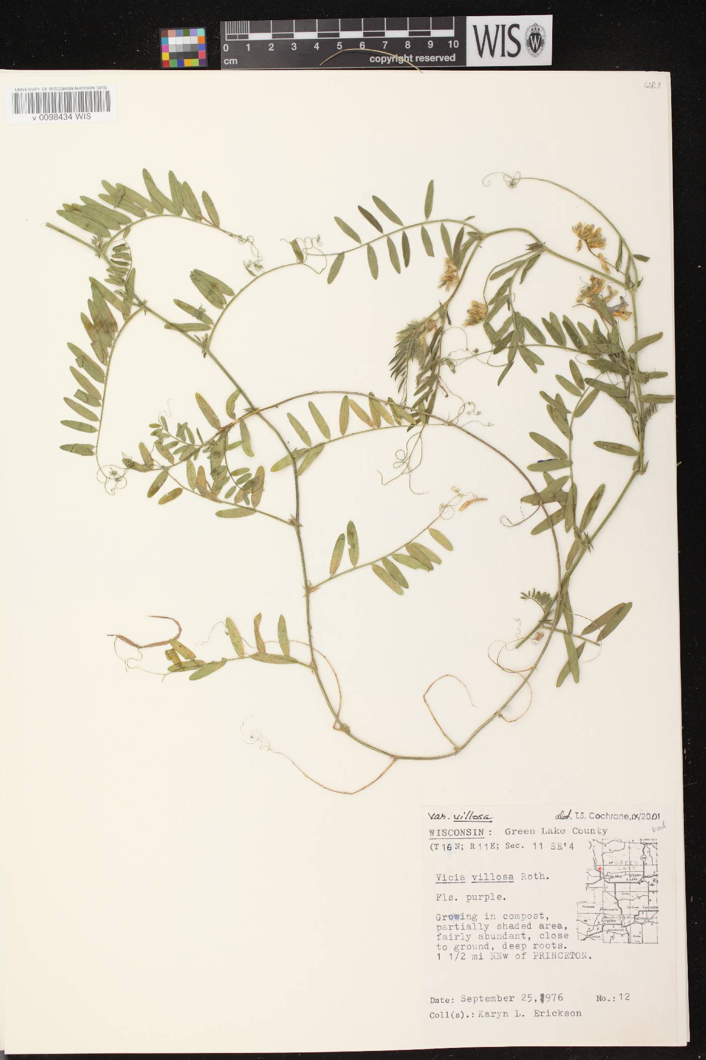Vicia villosa image