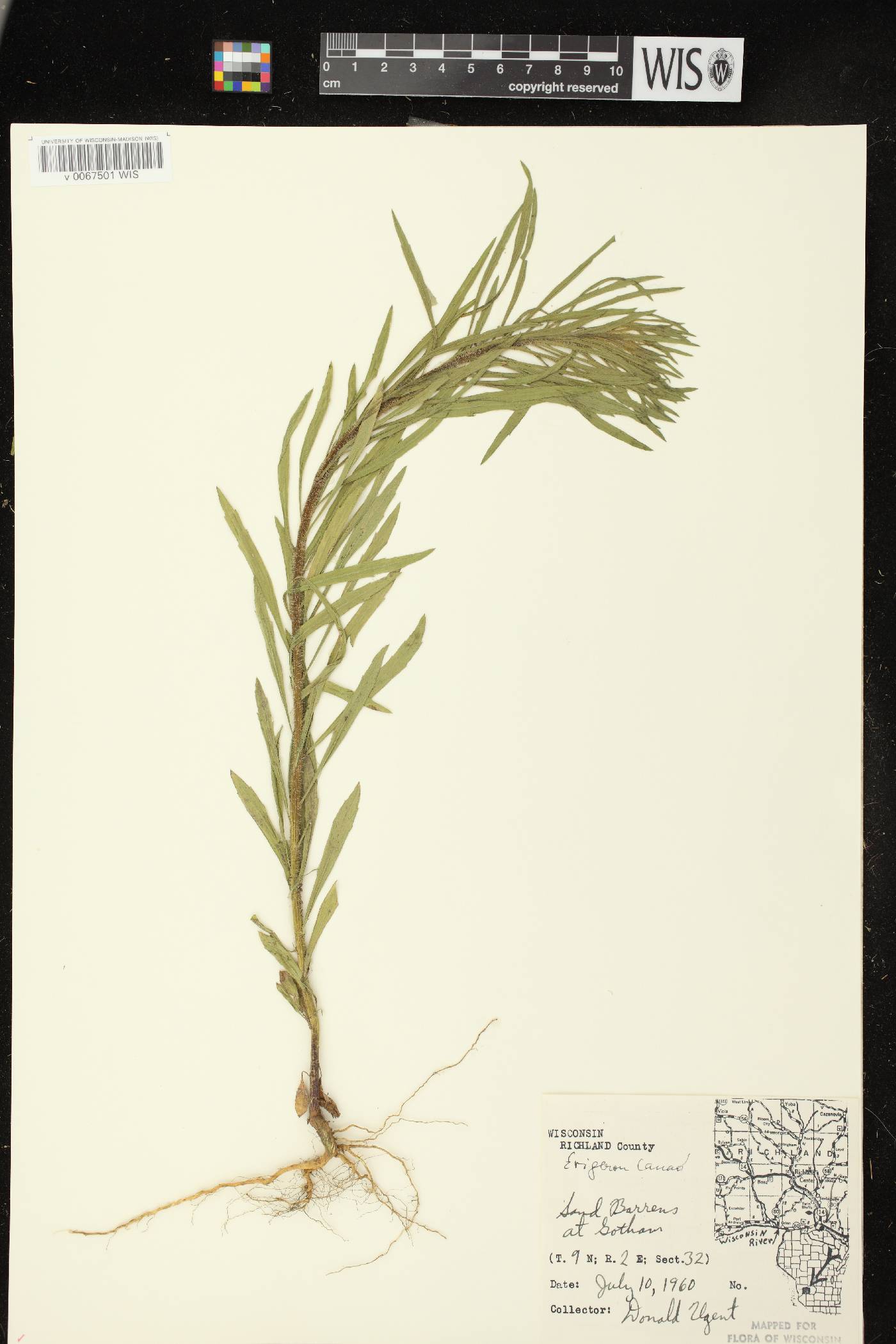 Conyza canadensis image