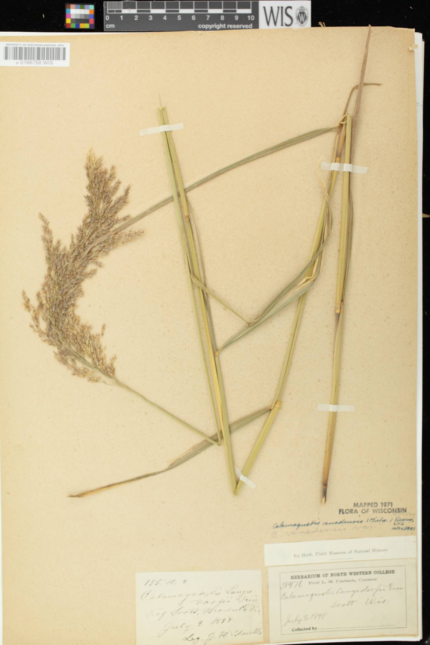 Calamagrostis canadensis var. canadensis image