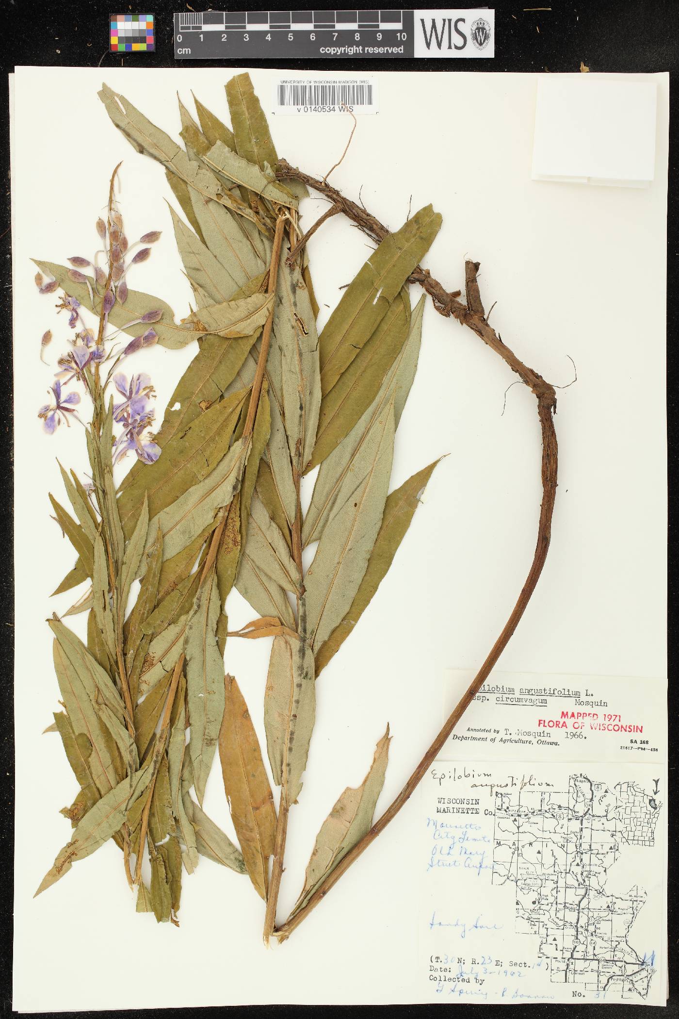 Chamerion angustifolium subsp. circumvagum image