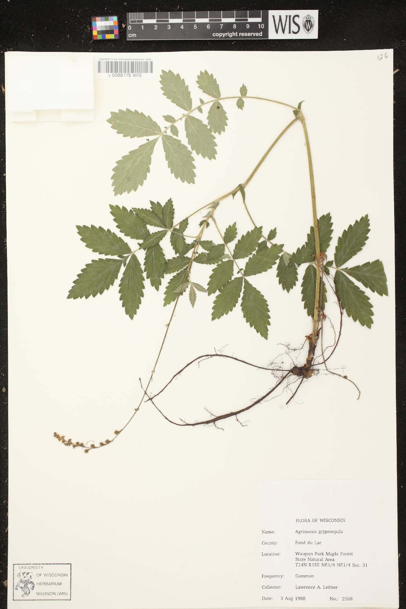 Agrimonia gryposepala image