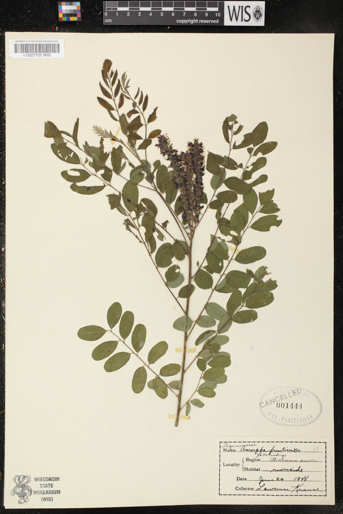 Amorpha fruticosa image