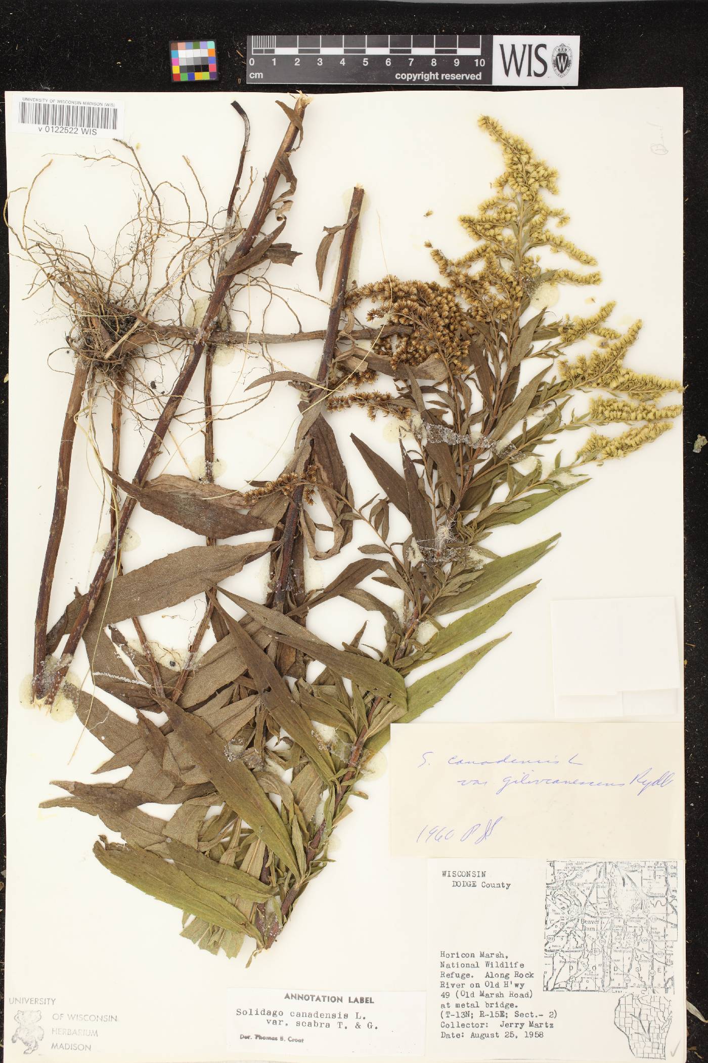 Solidago altissima subsp. altissima image