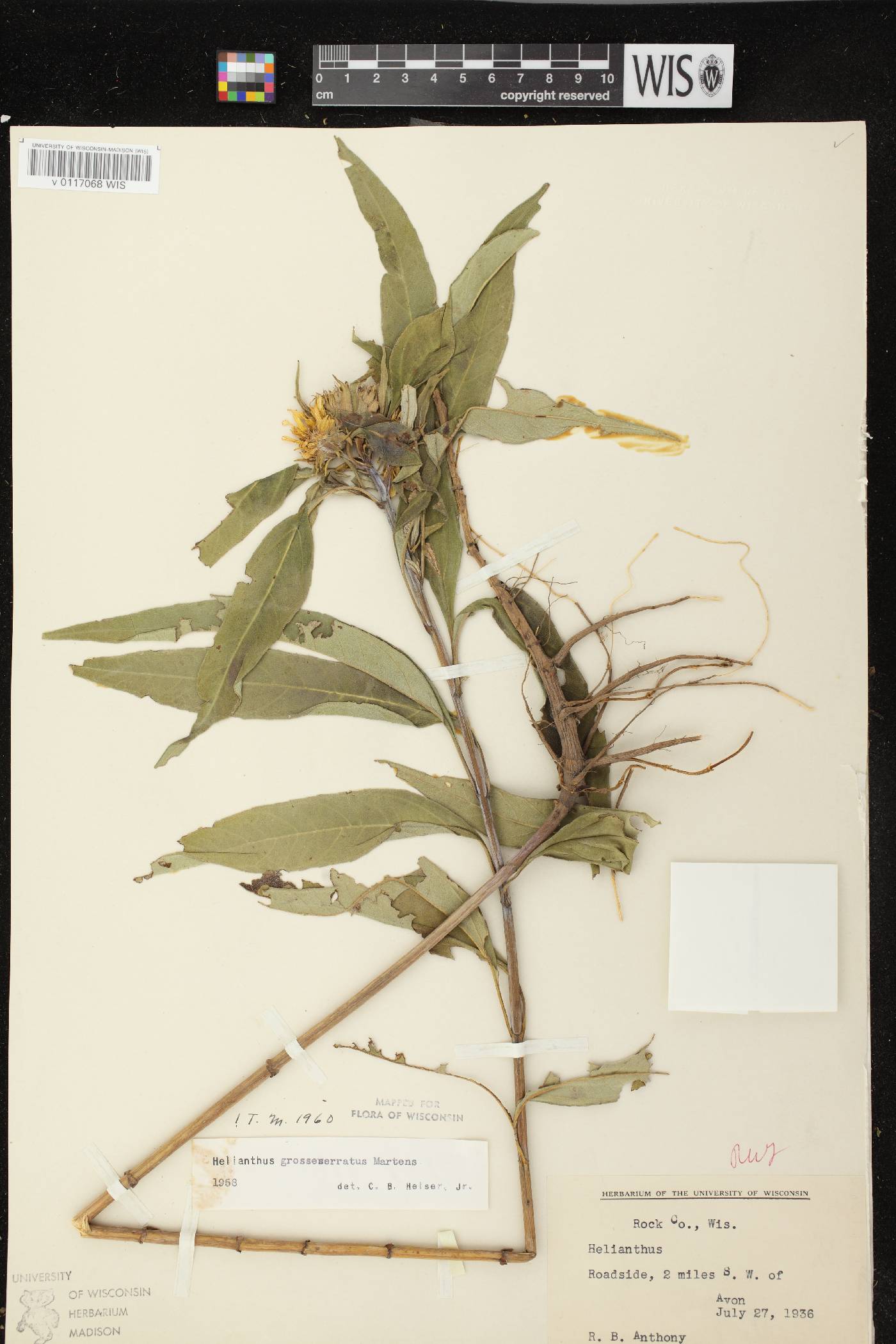 Helianthus grosseserratus image