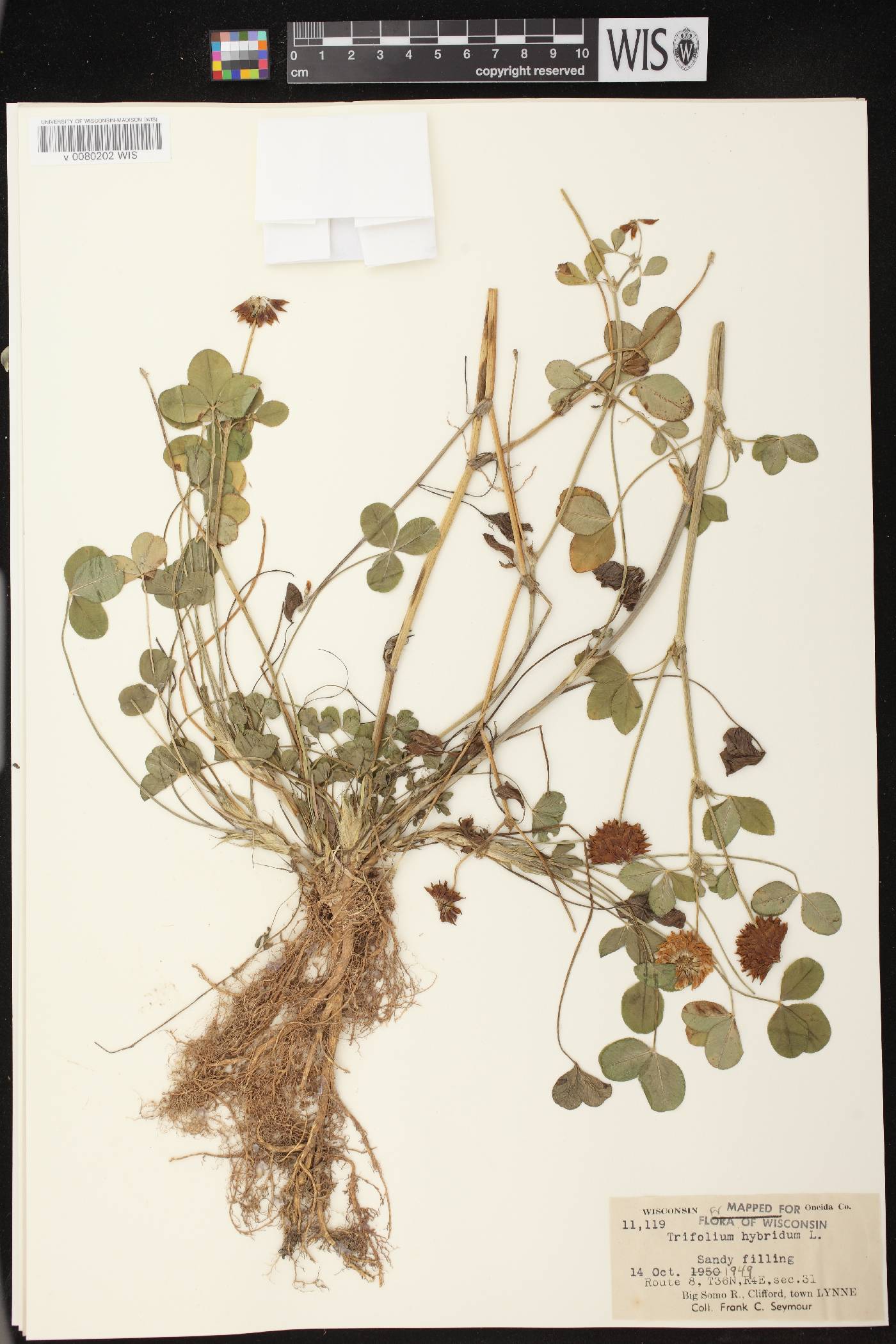 Trifolium hybridum image