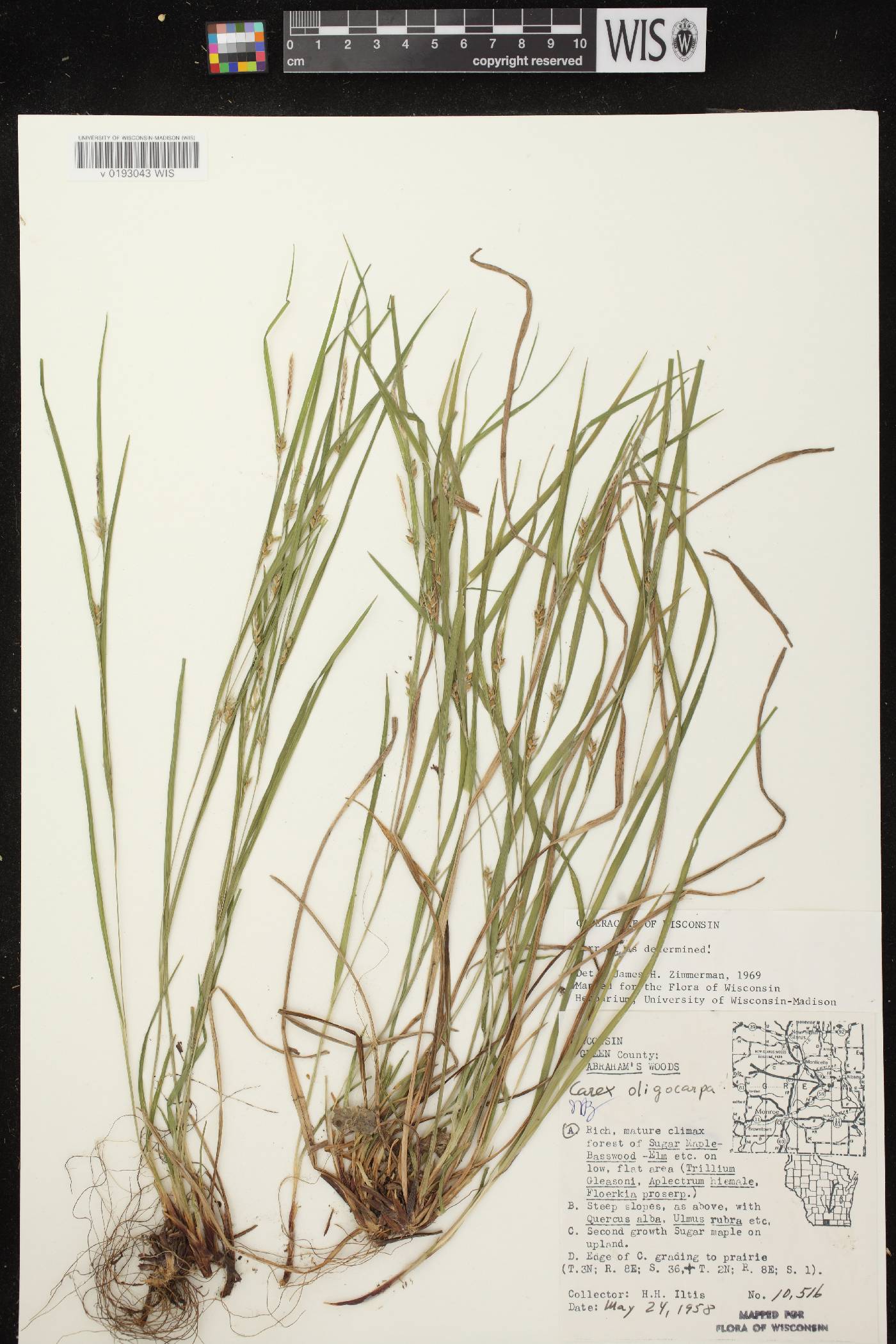 Carex oligocarpa image