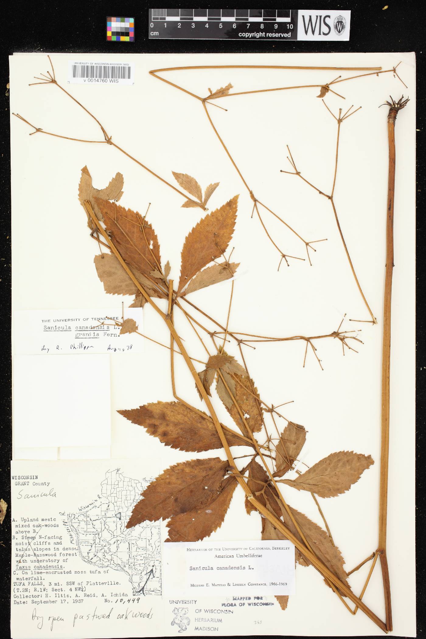 Sanicula canadensis image