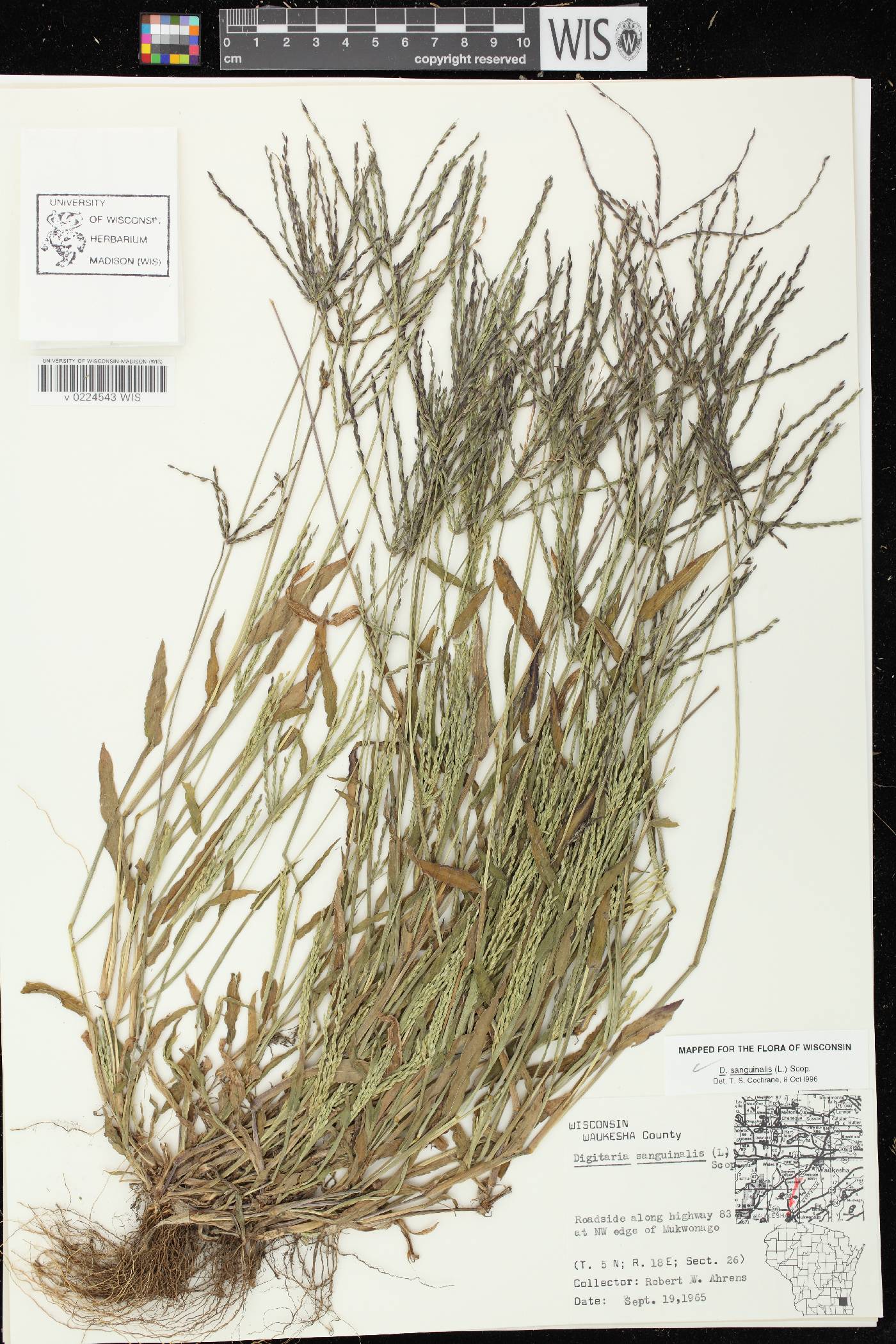 Digitaria sanguinalis image