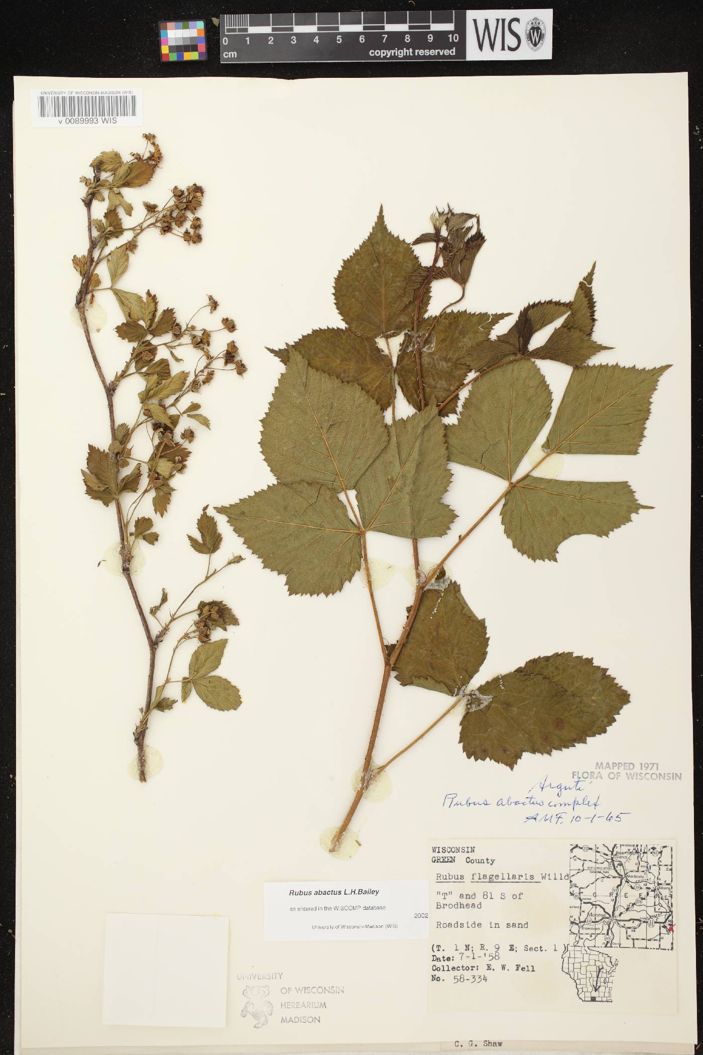 Rubus pensilvanicus image