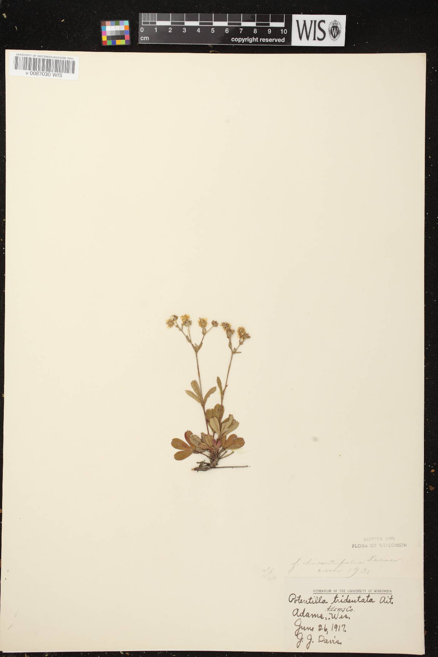 Sibbaldiopsis tridentata image