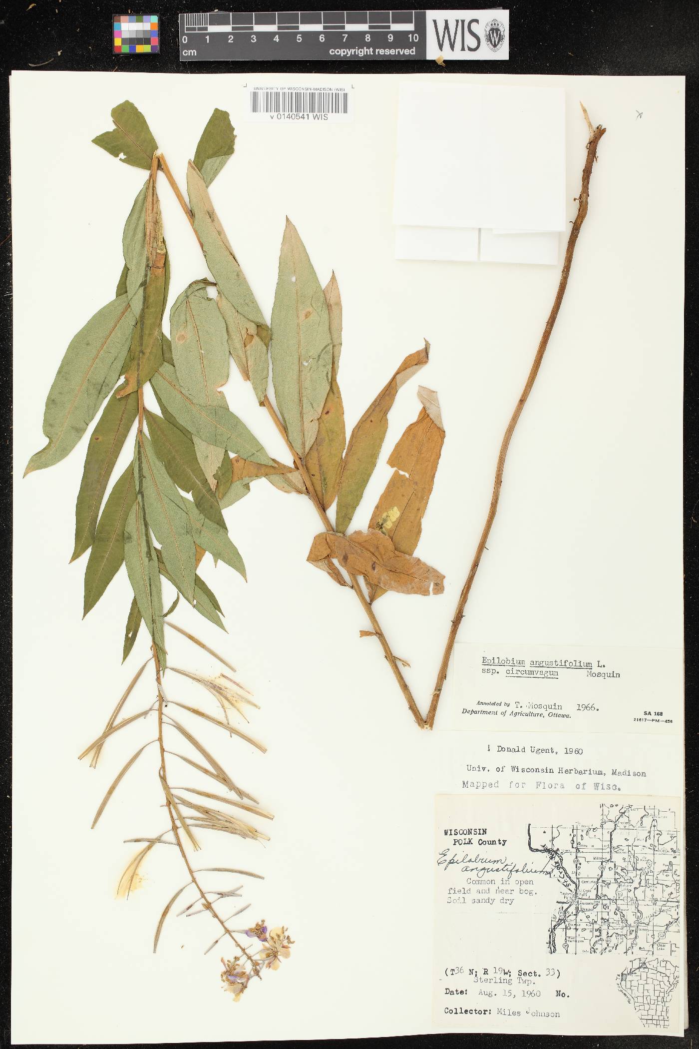 Chamerion angustifolium subsp. circumvagum image