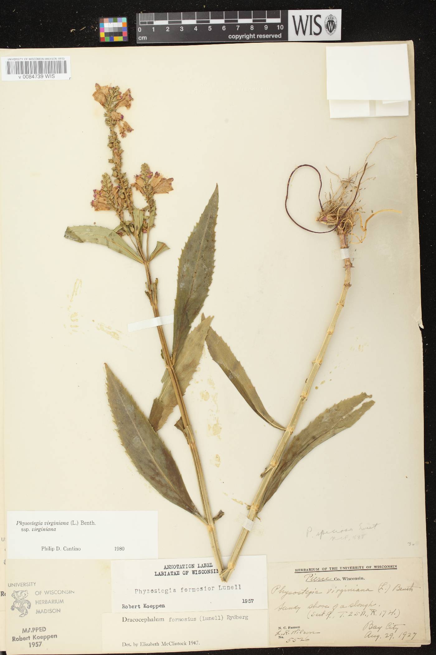 Physostegia virginiana image