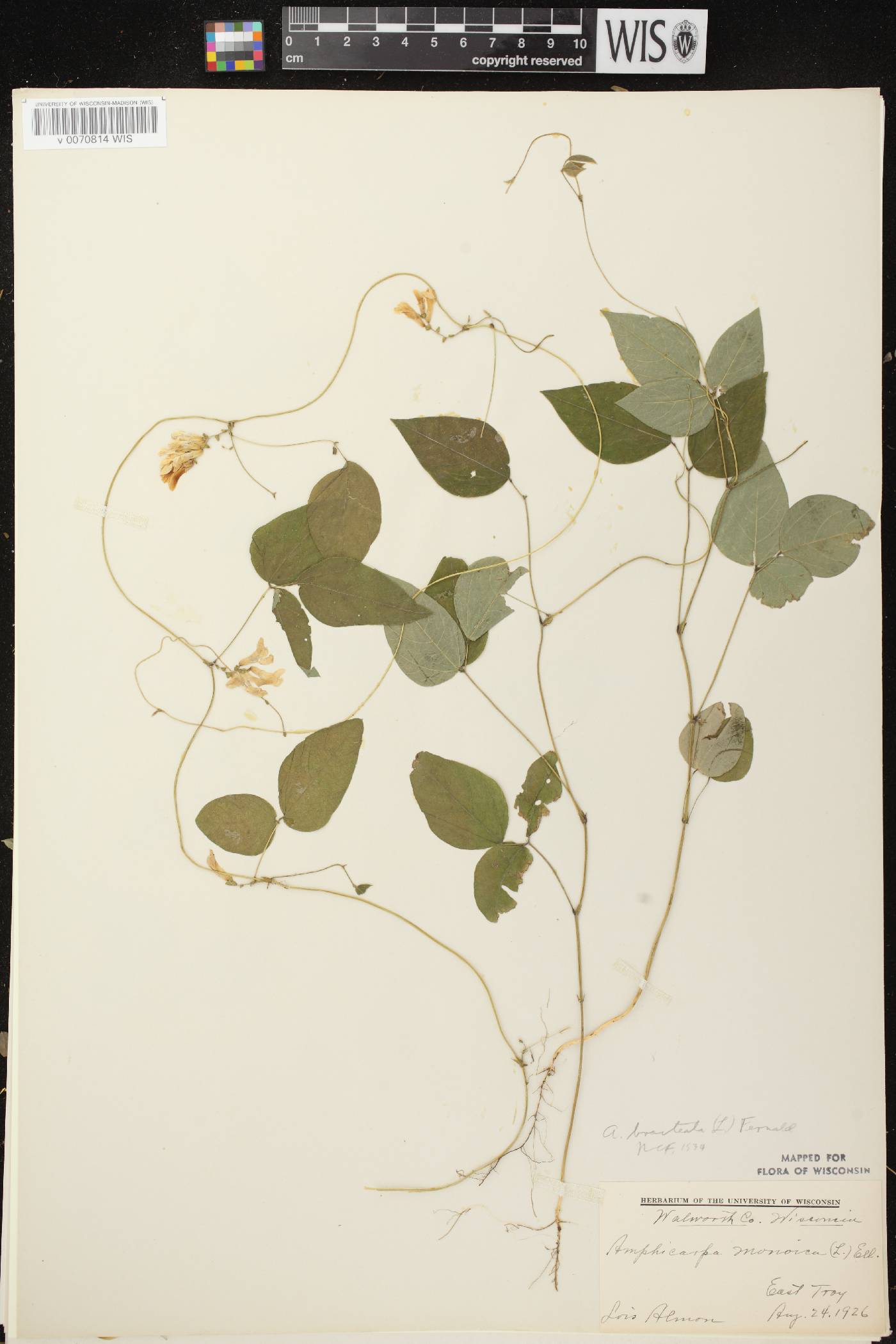 Amphicarpaea bracteata image
