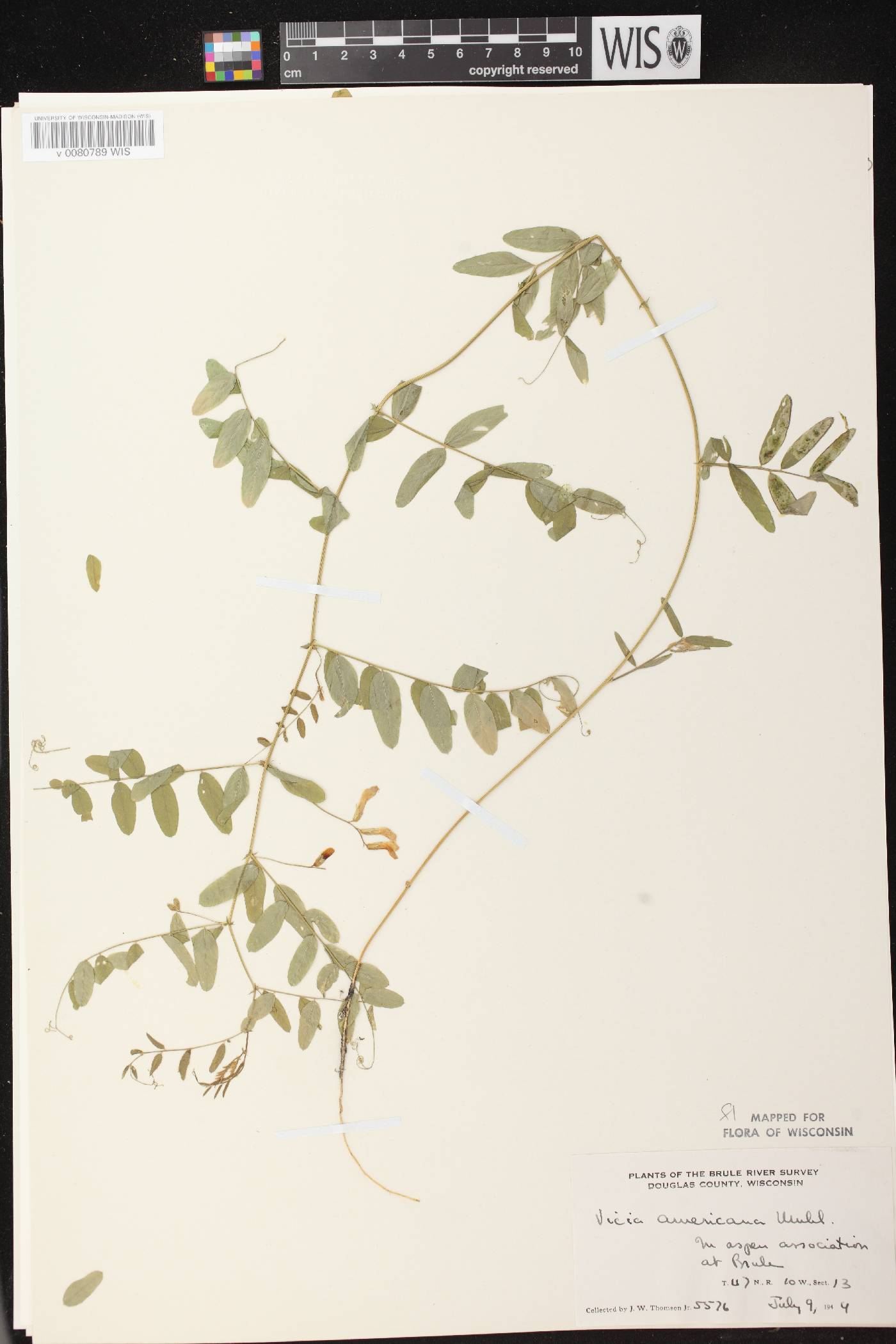 Vicia americana subsp. americana image