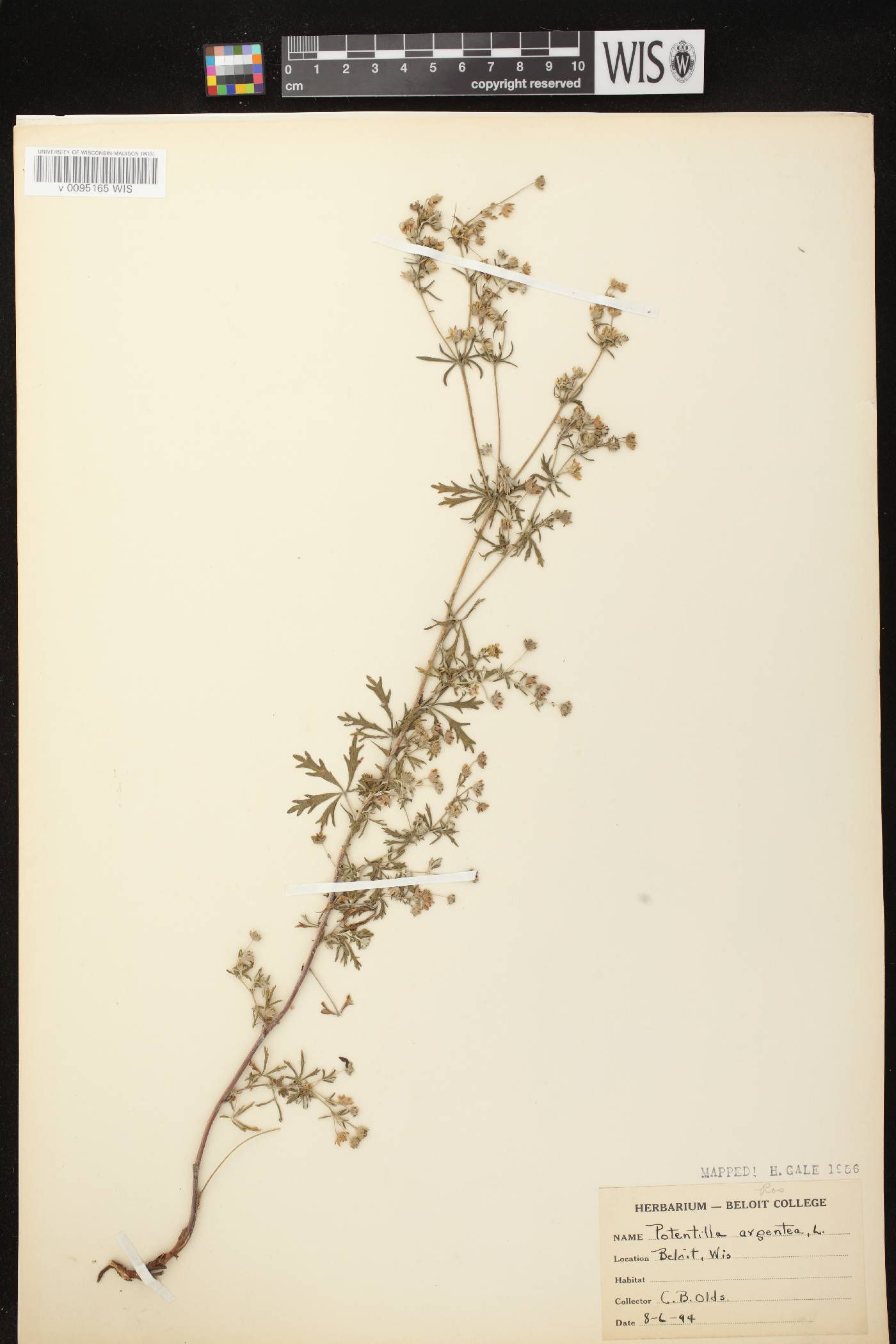 Potentilla argentea image