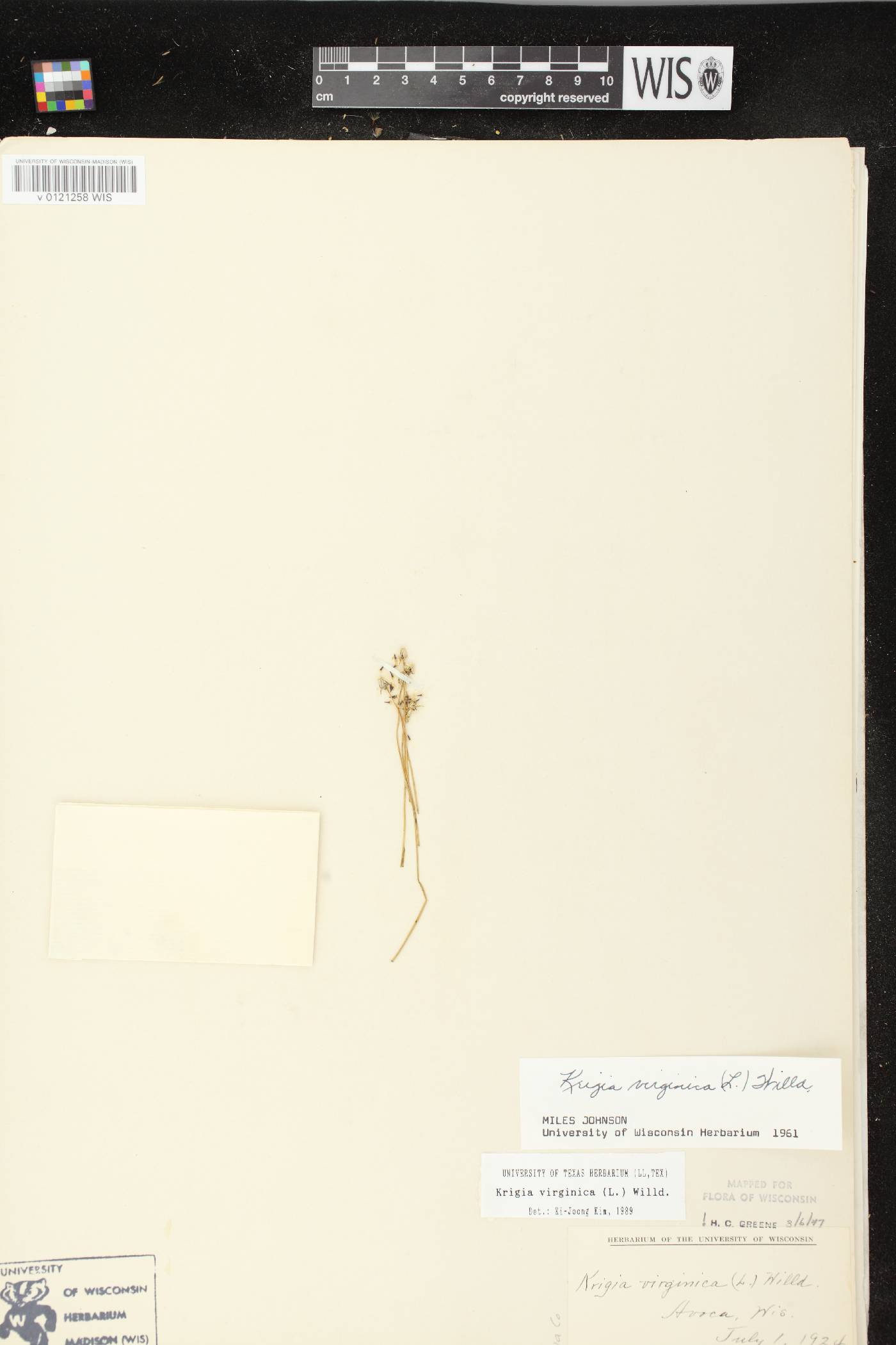 Krigia virginica image