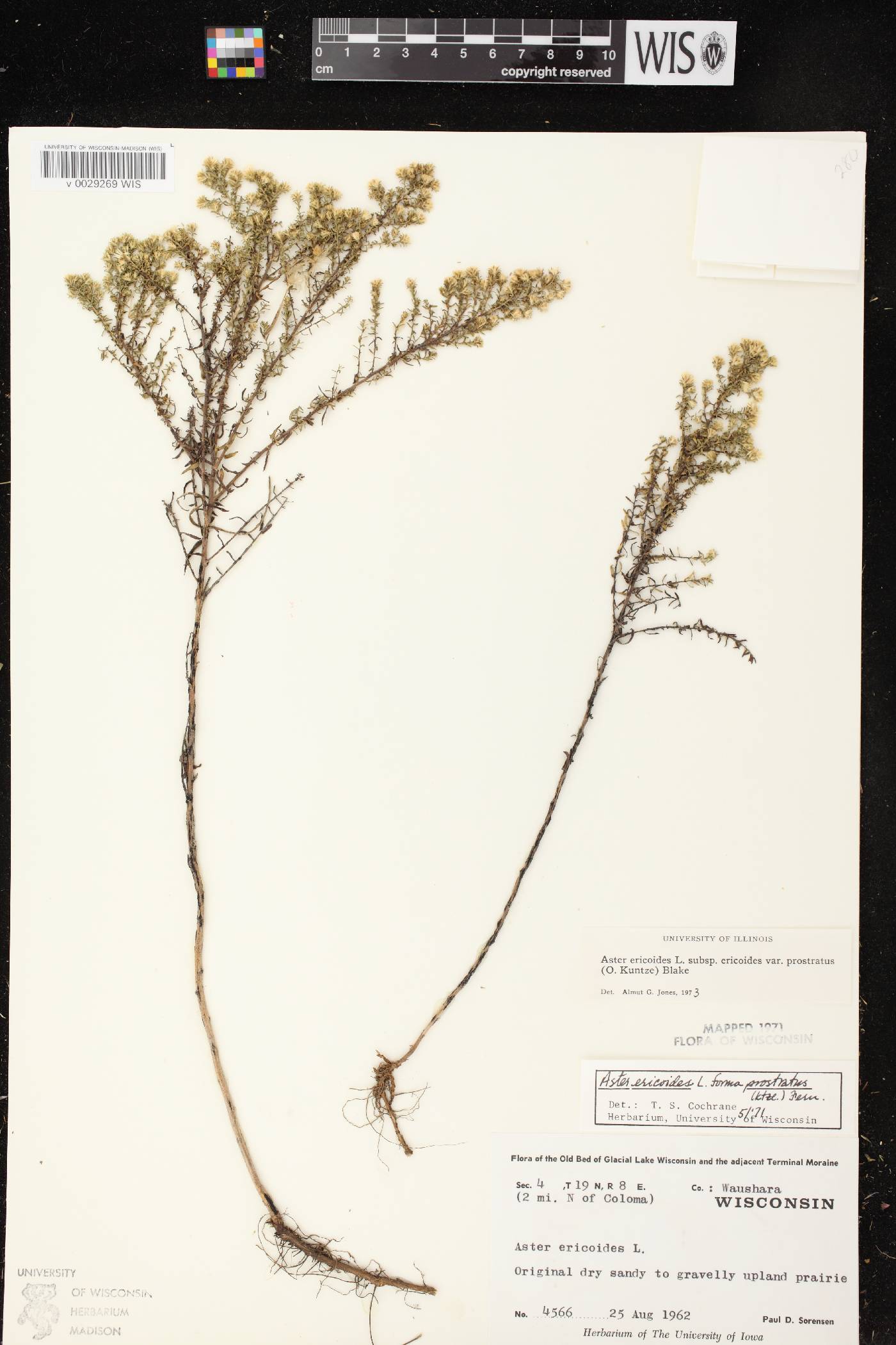 Symphyotrichum ericoides var. ericoides image