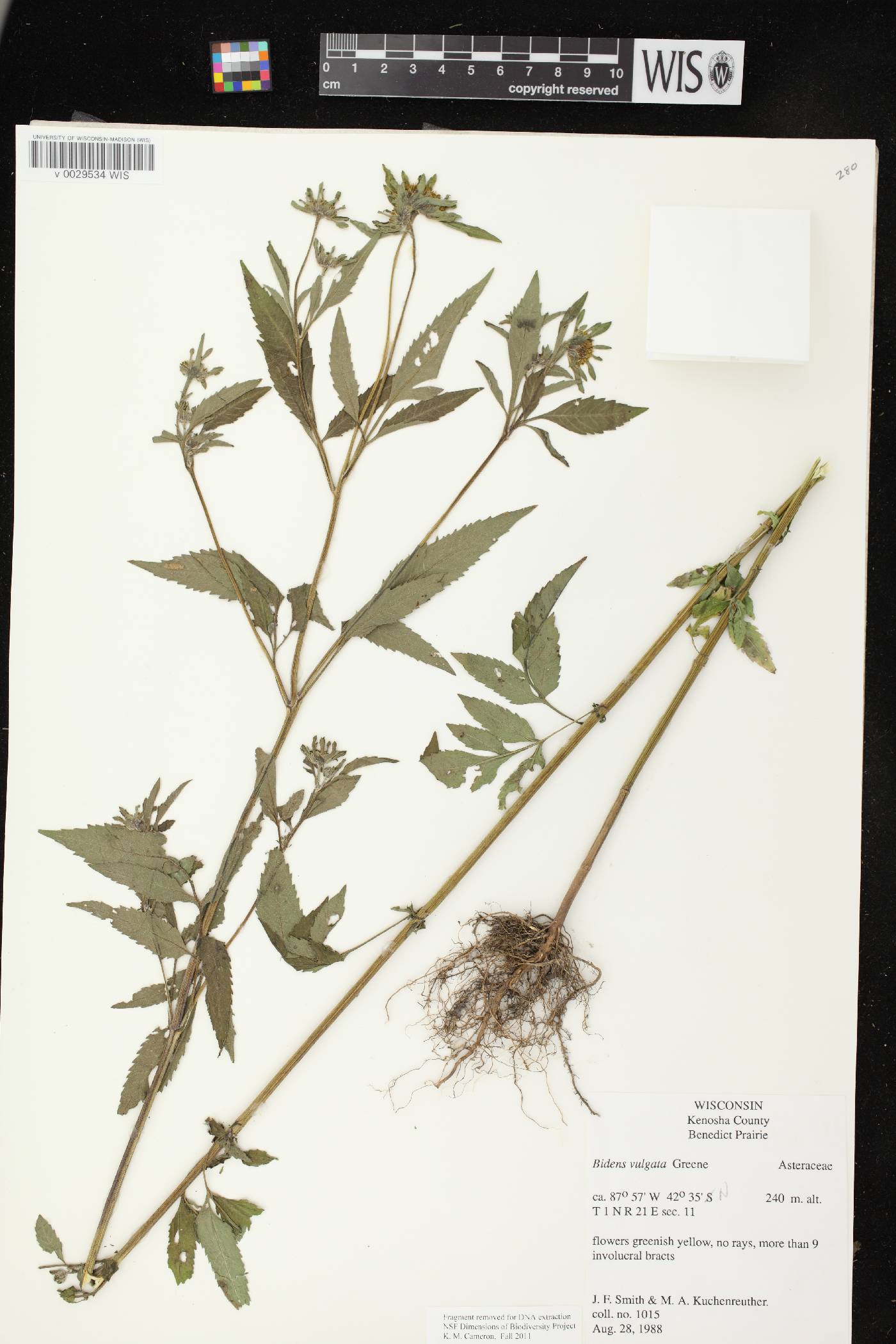 Bidens vulgata image