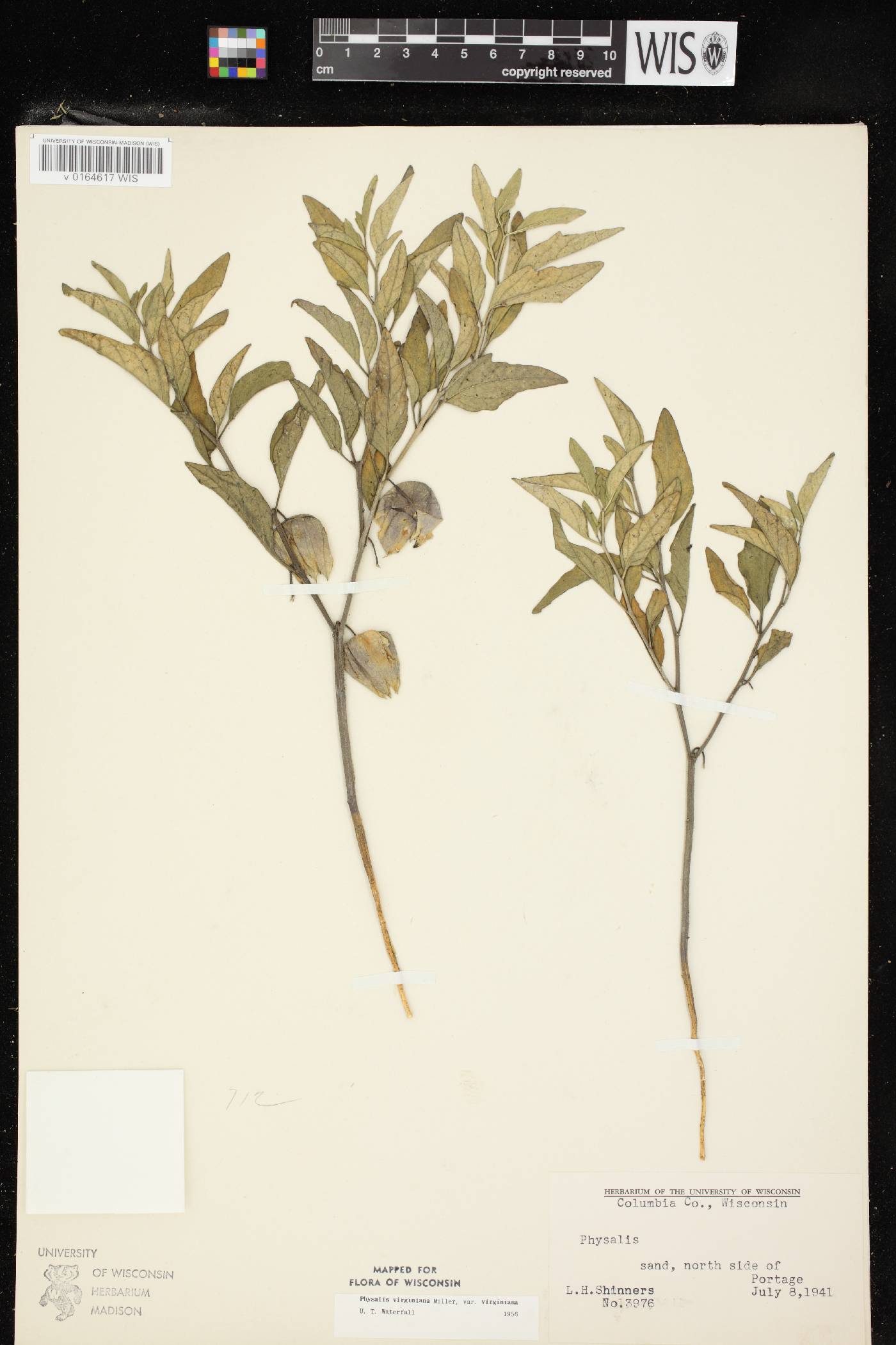 Physalis virginiana image