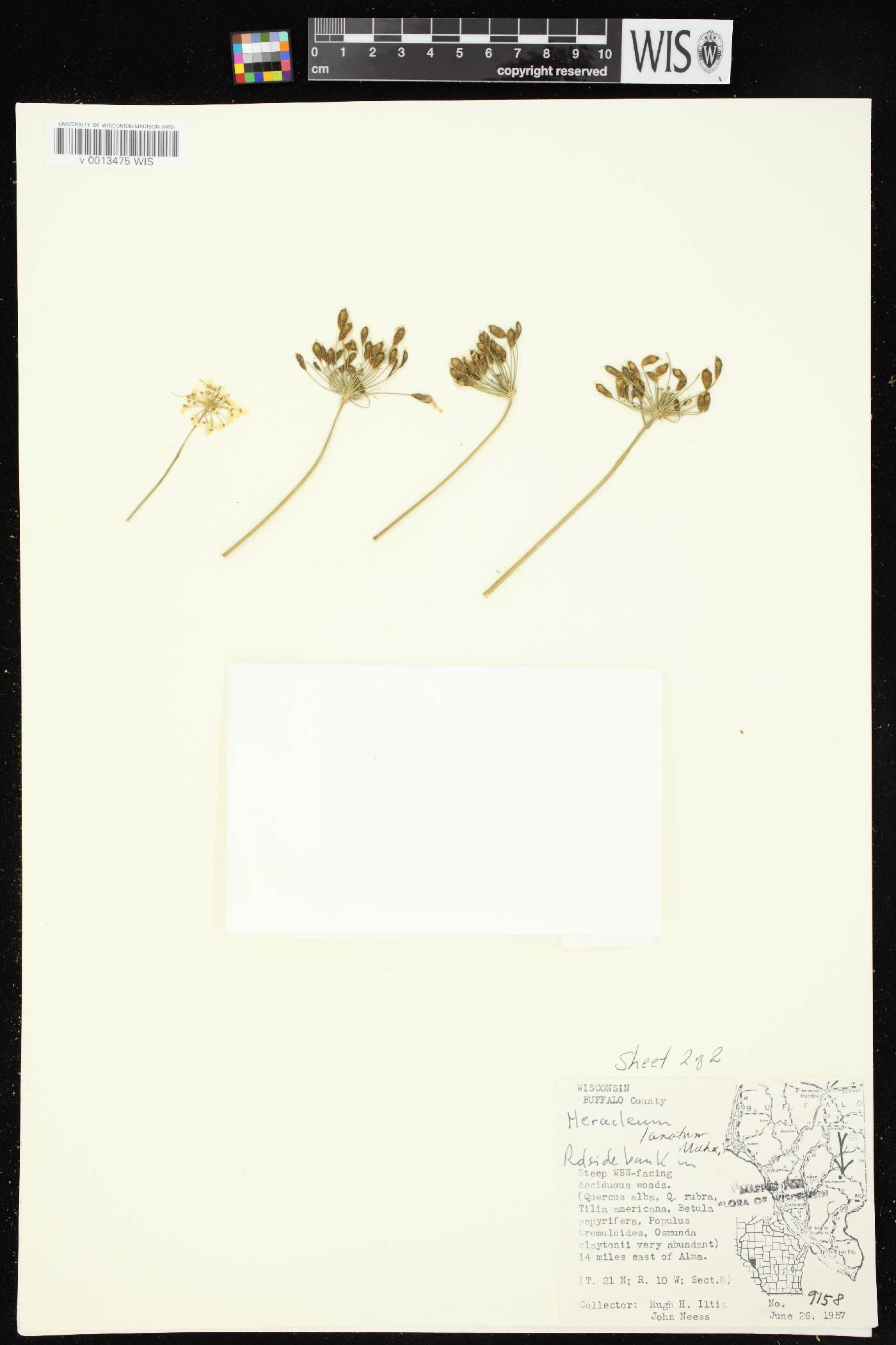 Heracleum maximum image