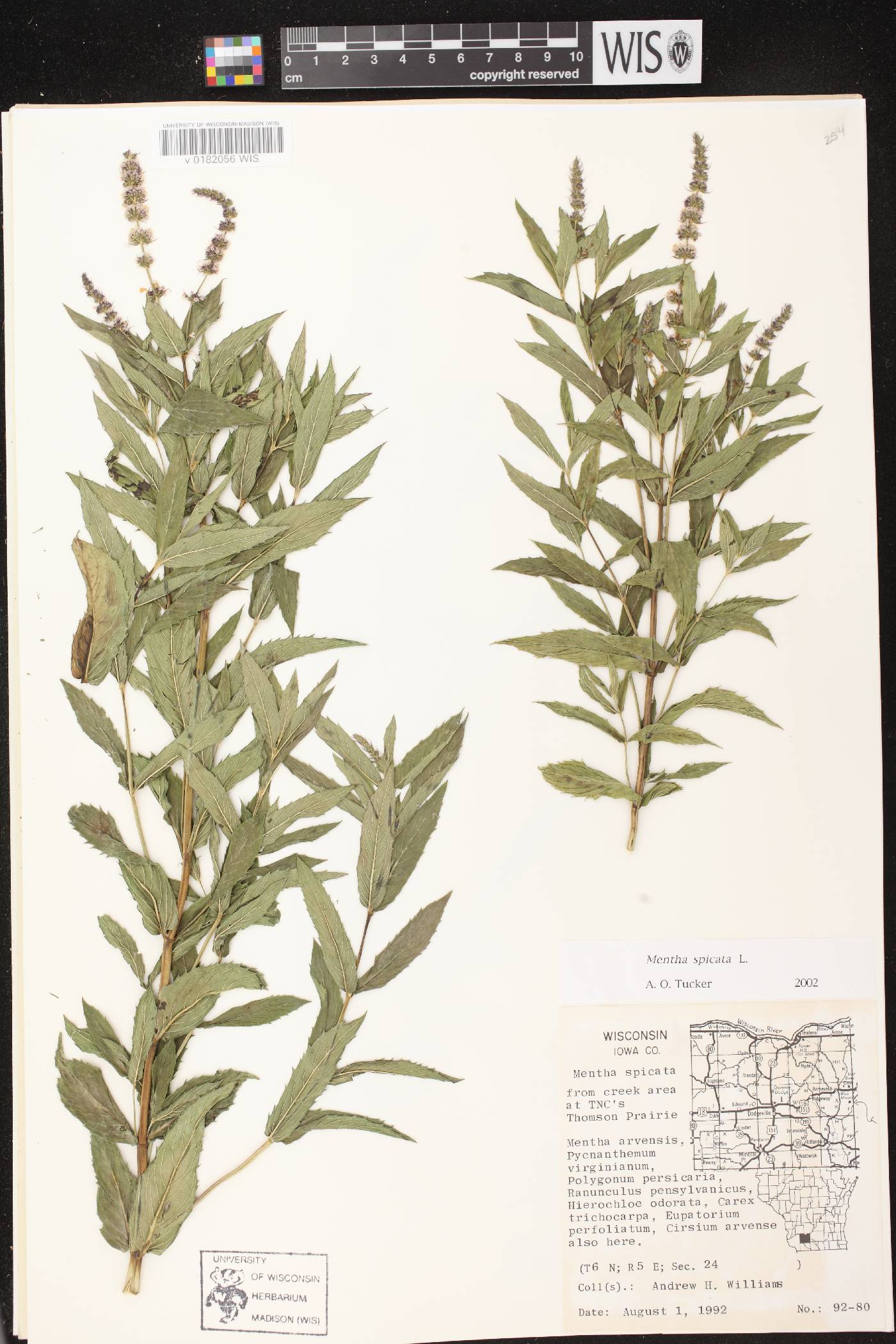 Mentha spicata image