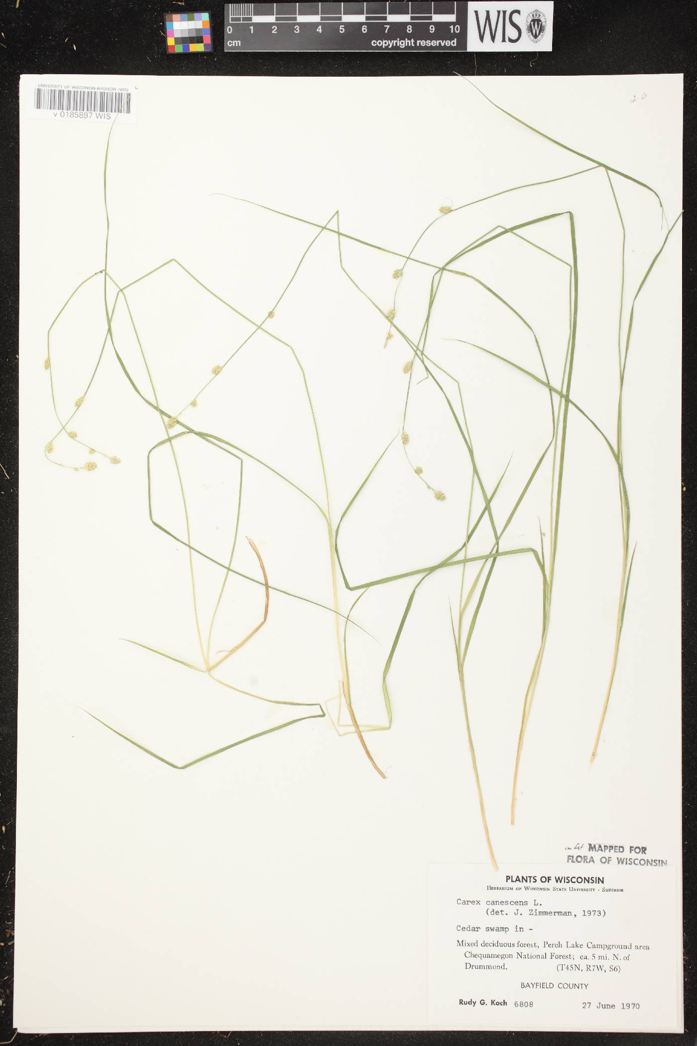 Carex canescens image