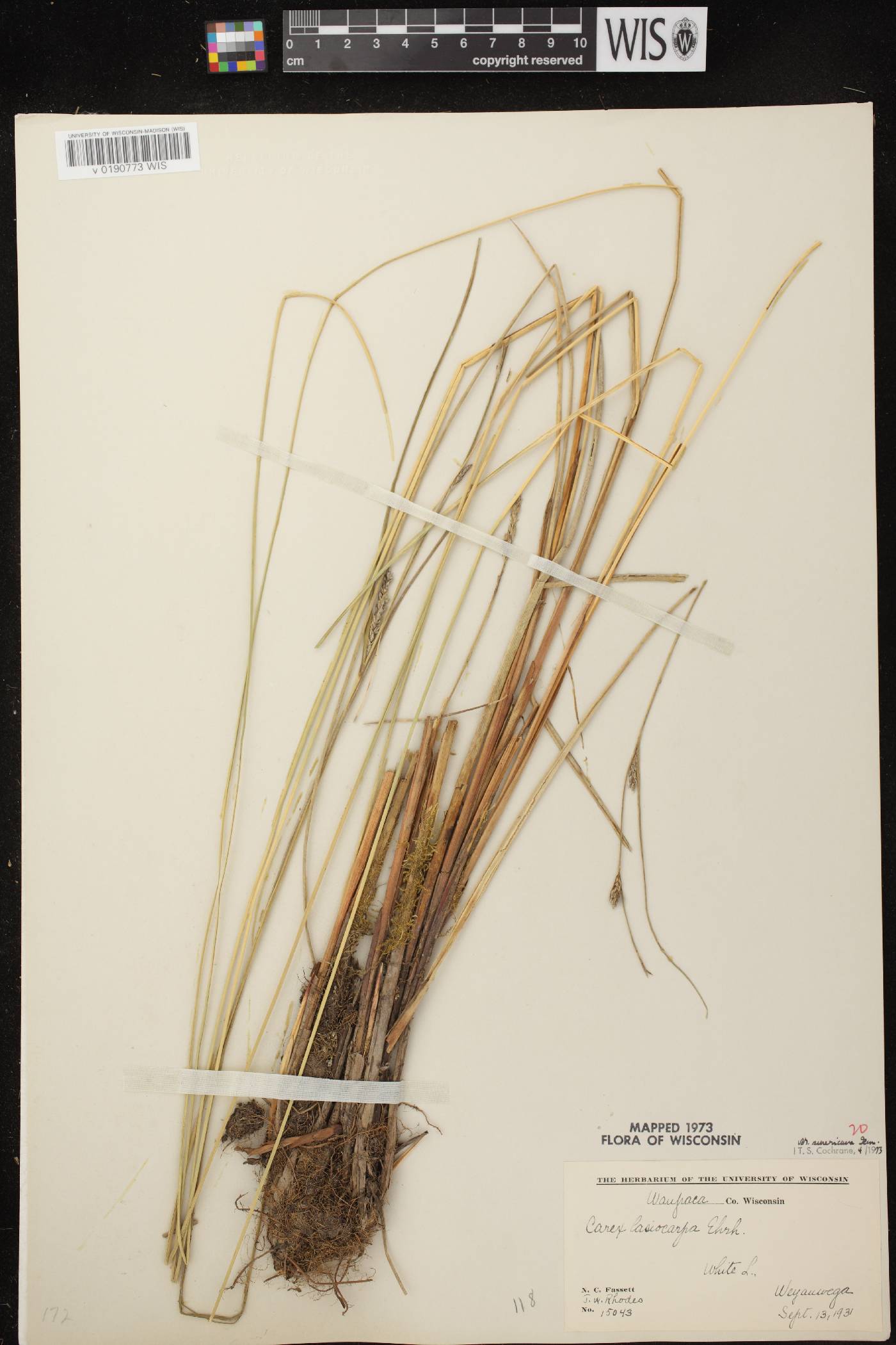 Carex lasiocarpa subsp. americana image