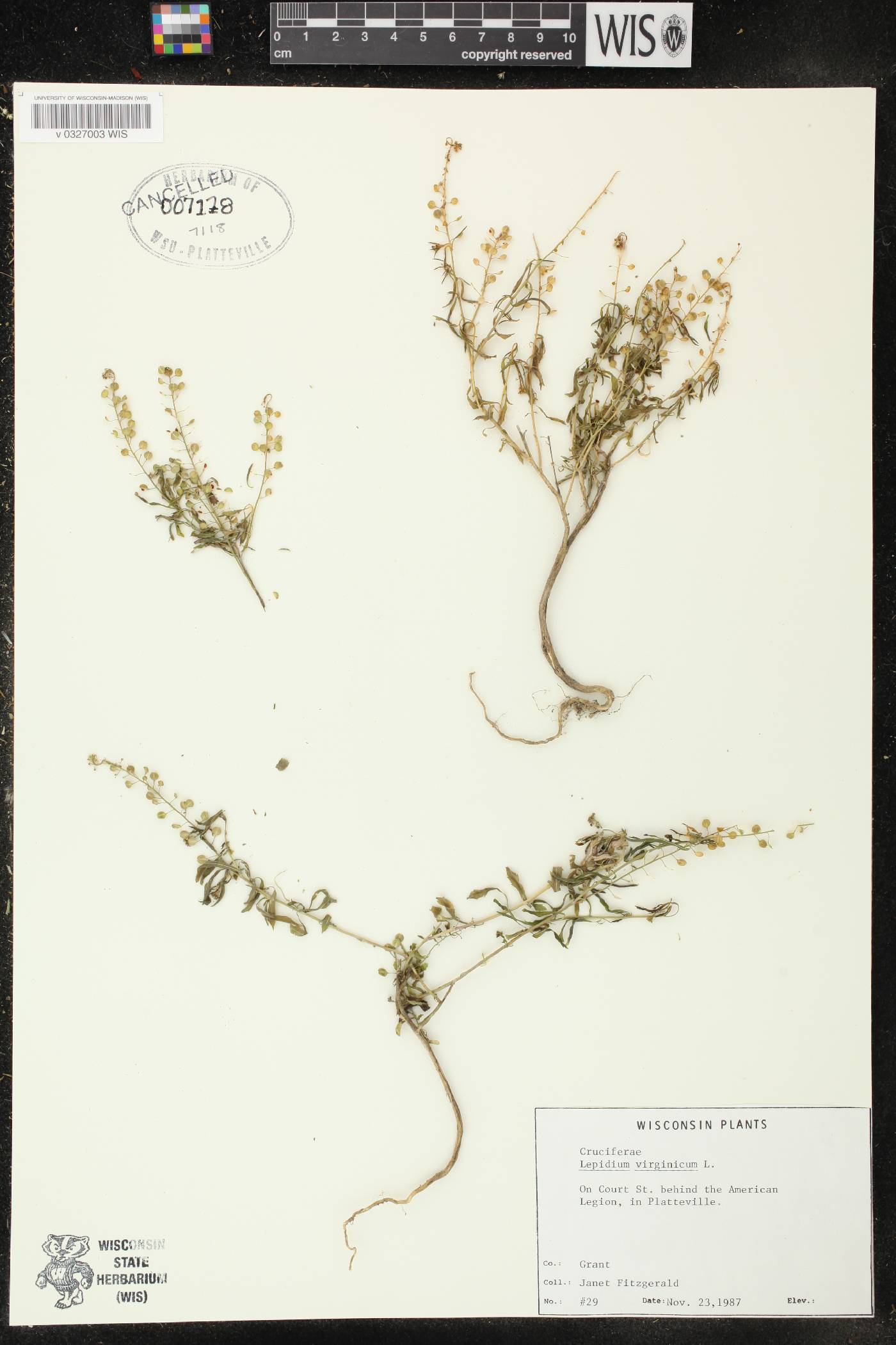 Lepidium virginicum subsp. virginicum image