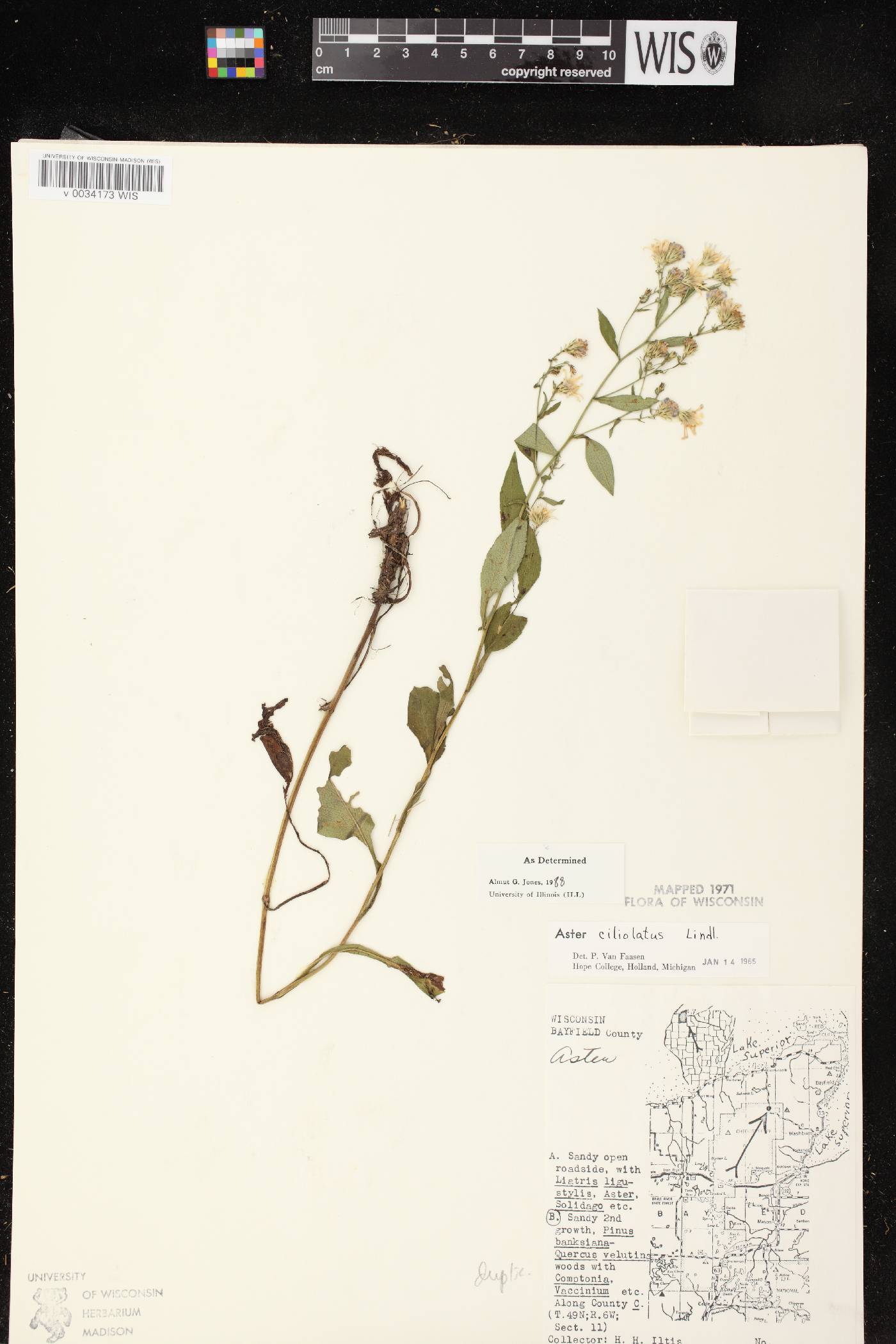 Symphyotrichum ciliolatum image