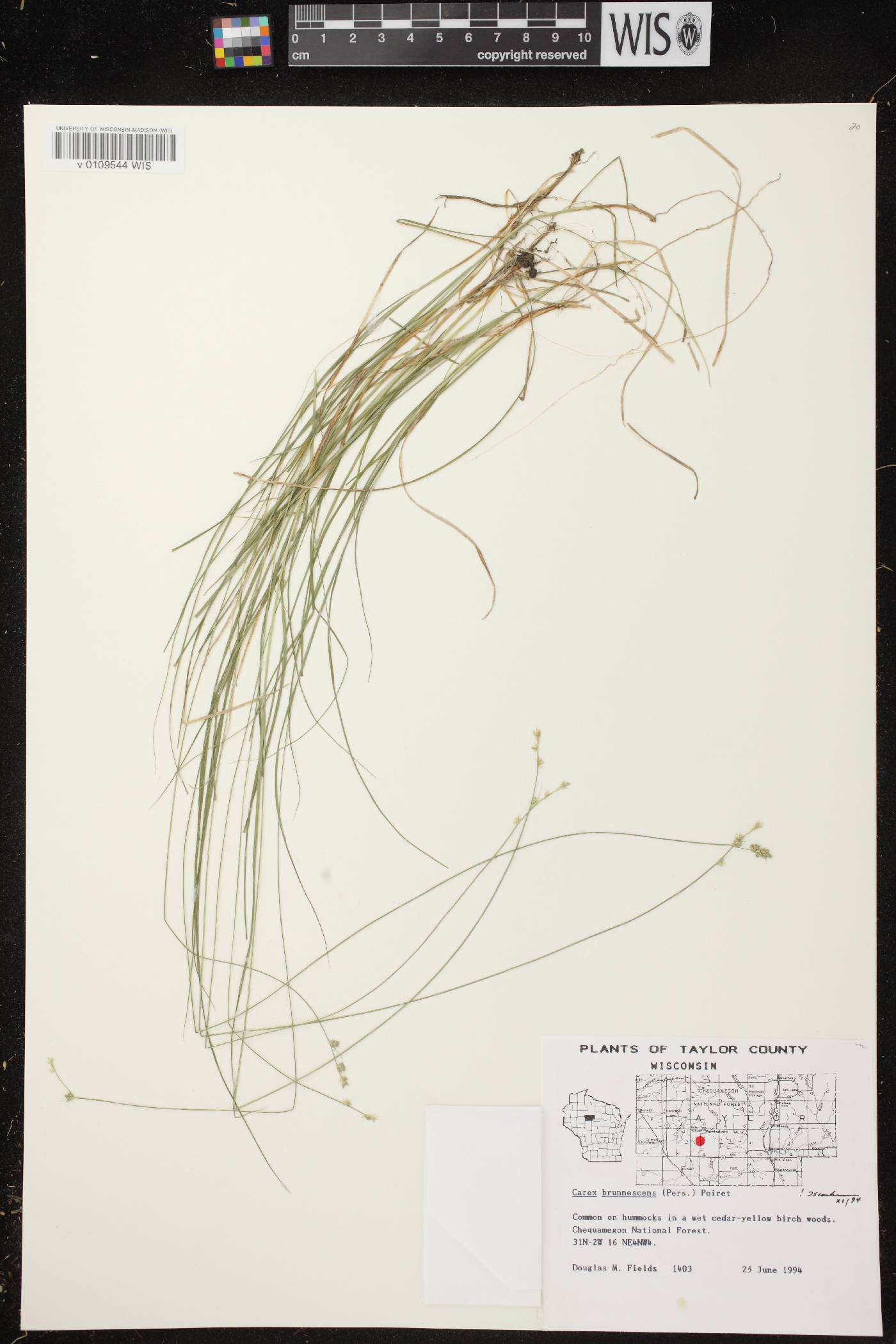 Carex brunnescens subsp. sphaerostachya image