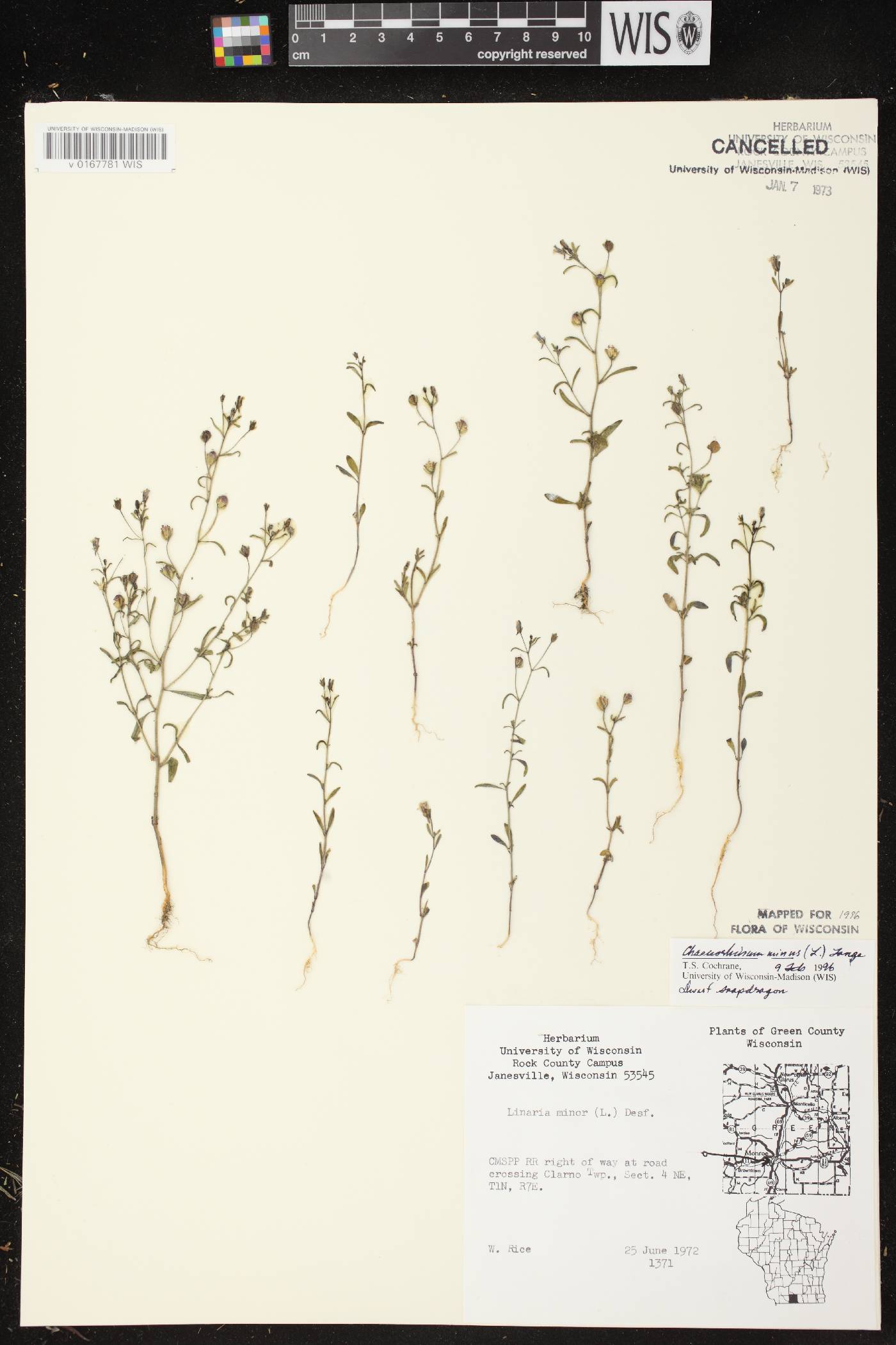 Chaenorhinum minus image