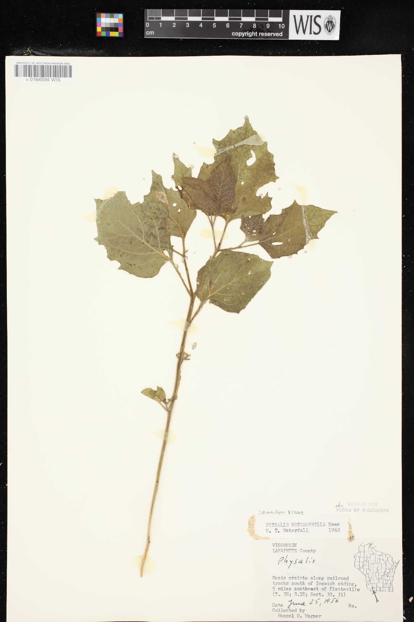 Physalis heterophylla var. heterophylla image