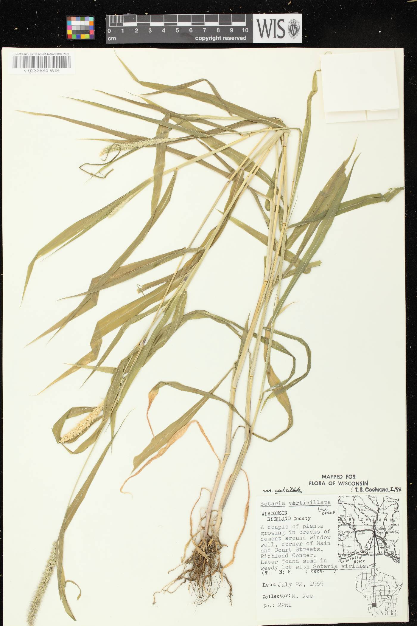Setaria verticillata image