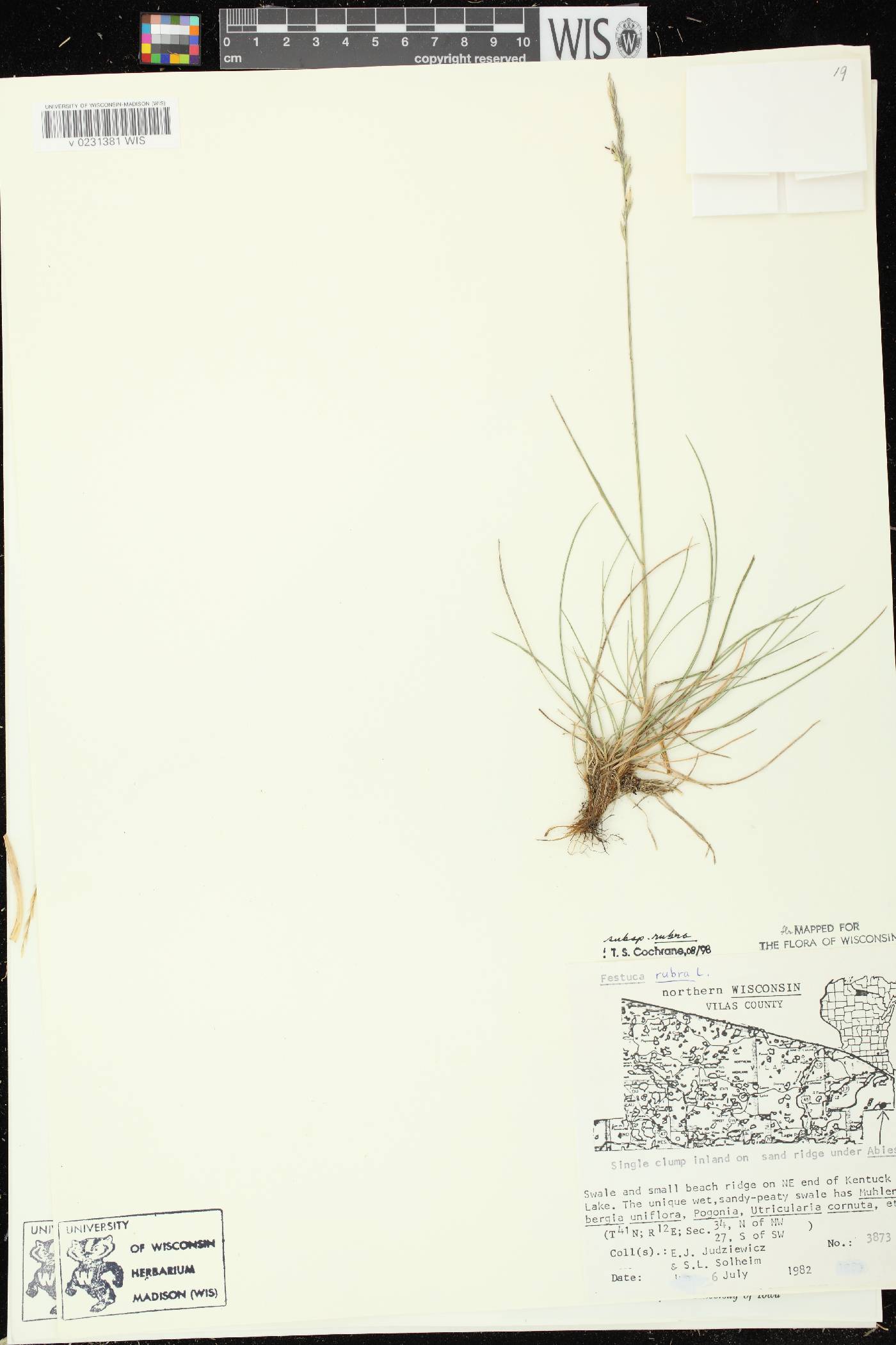 Festuca rubra subsp. rubra image