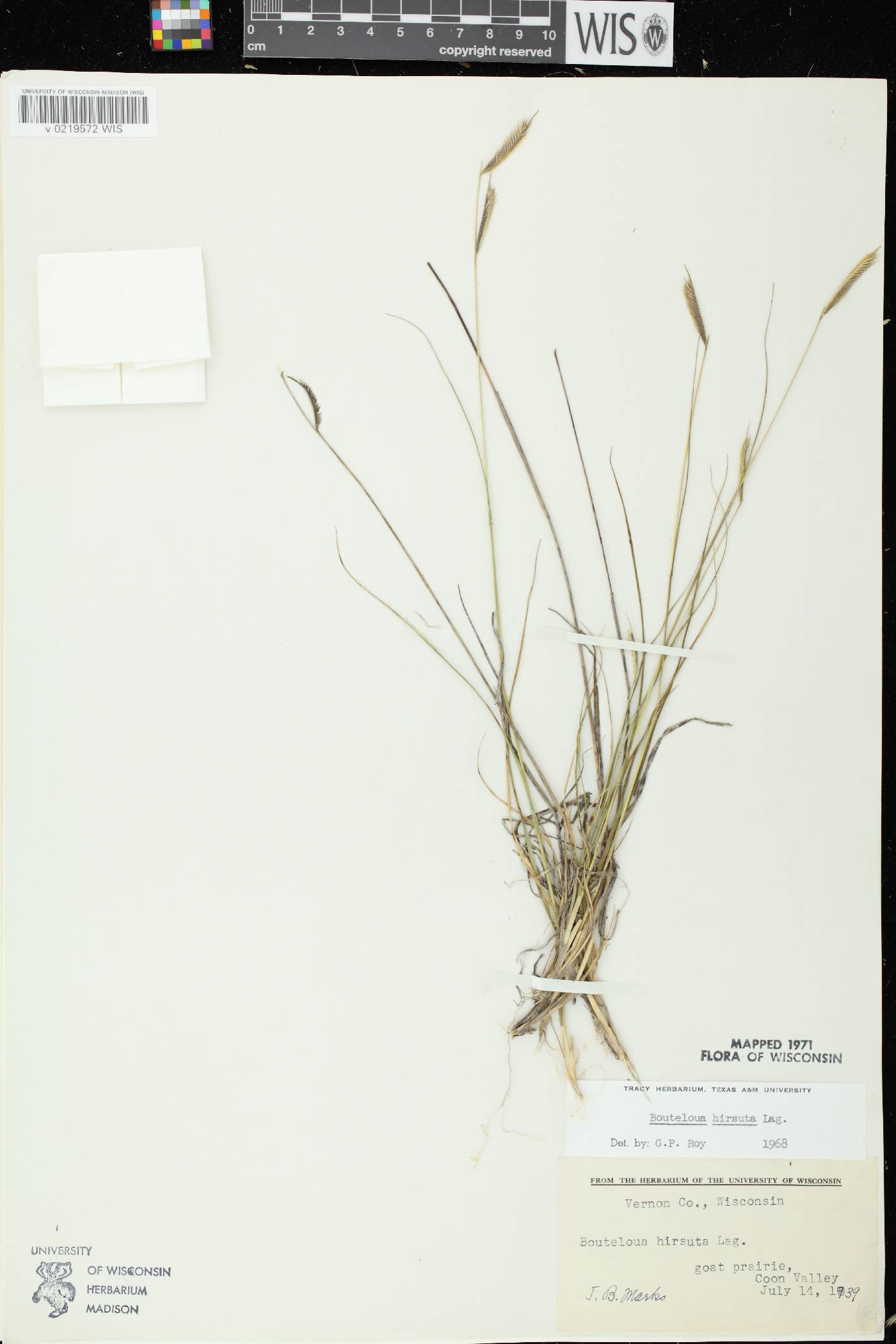 Bouteloua hirsuta subsp. hirsuta image