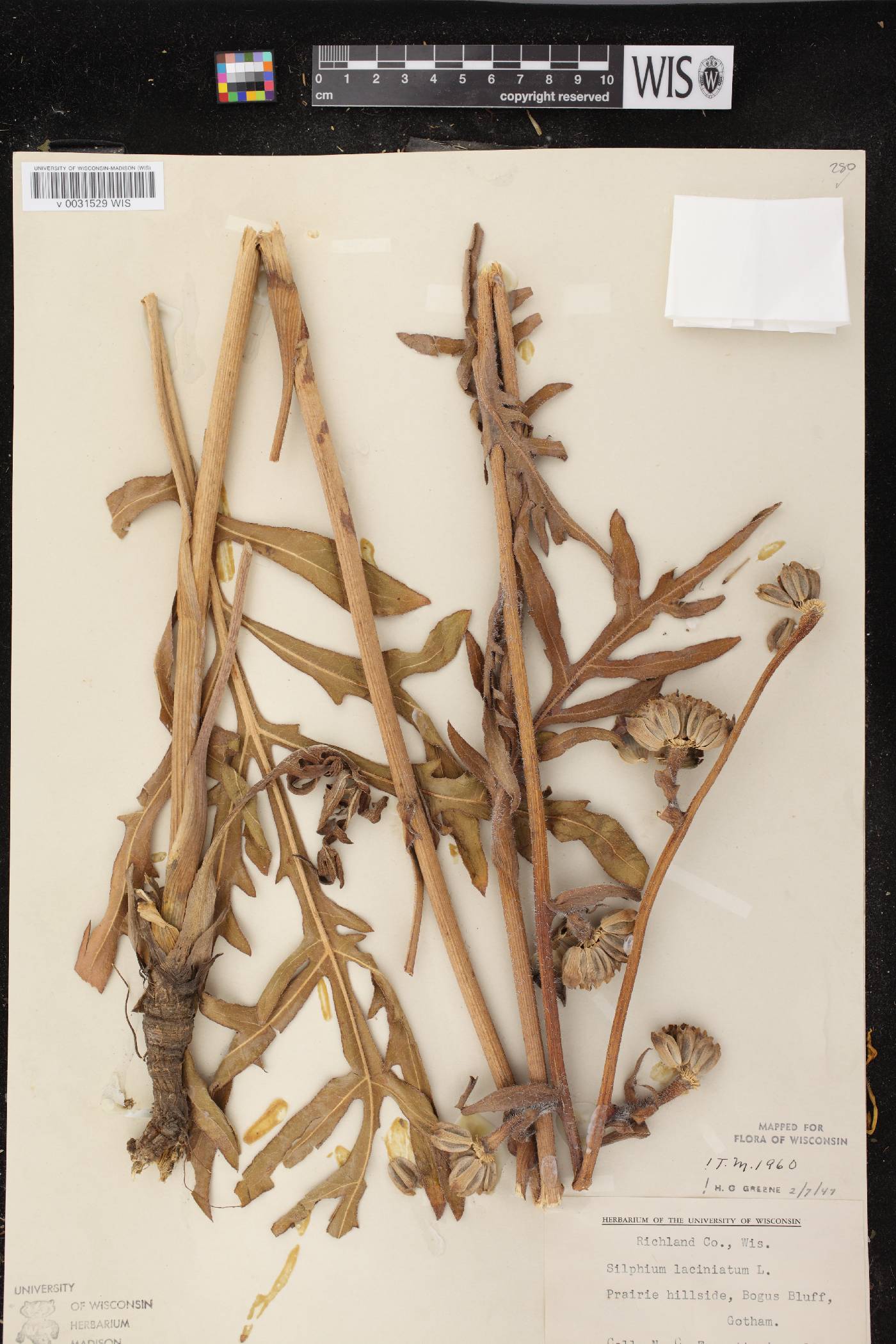 Silphium laciniatum image