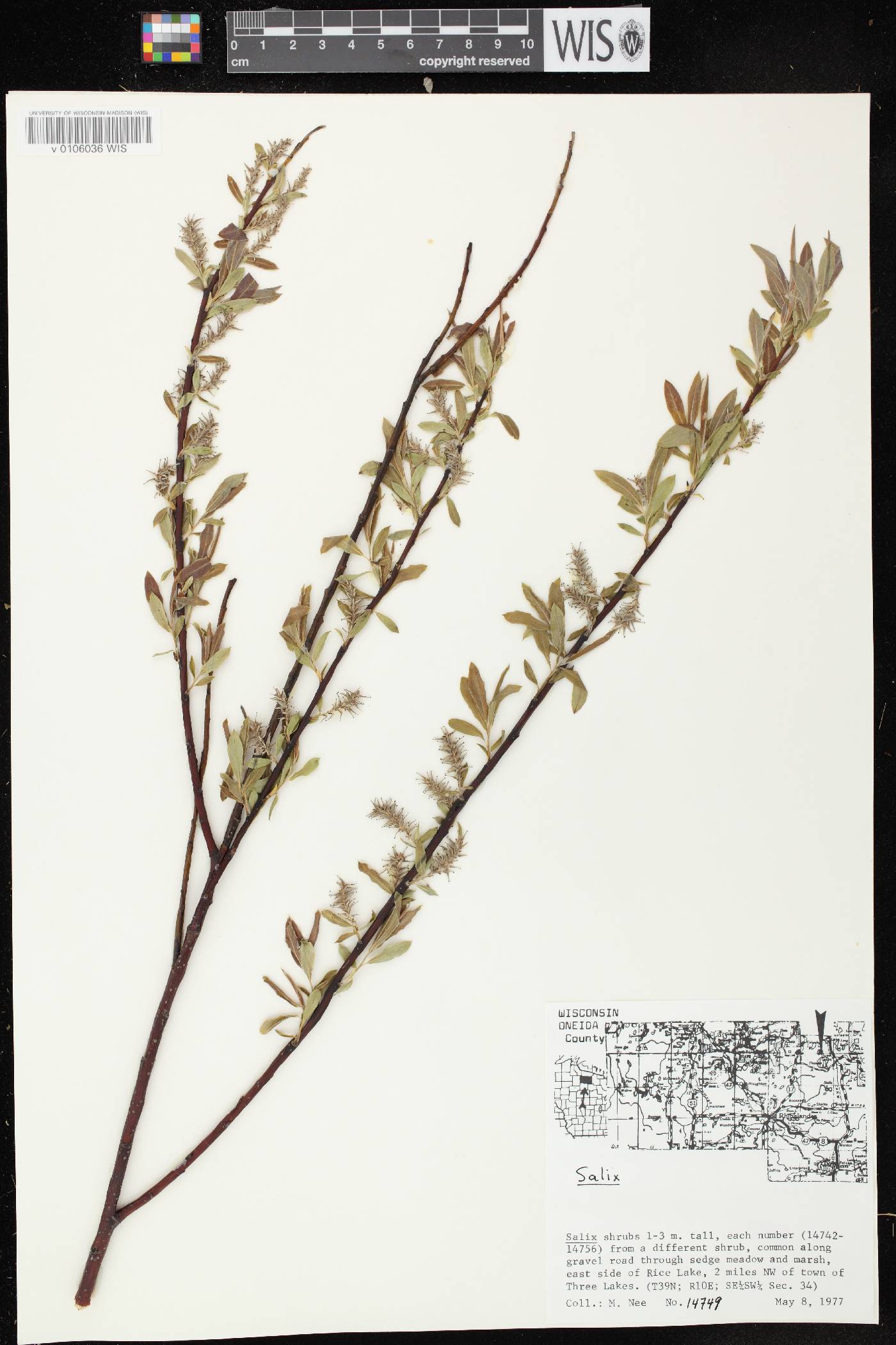 Salix petiolaris image