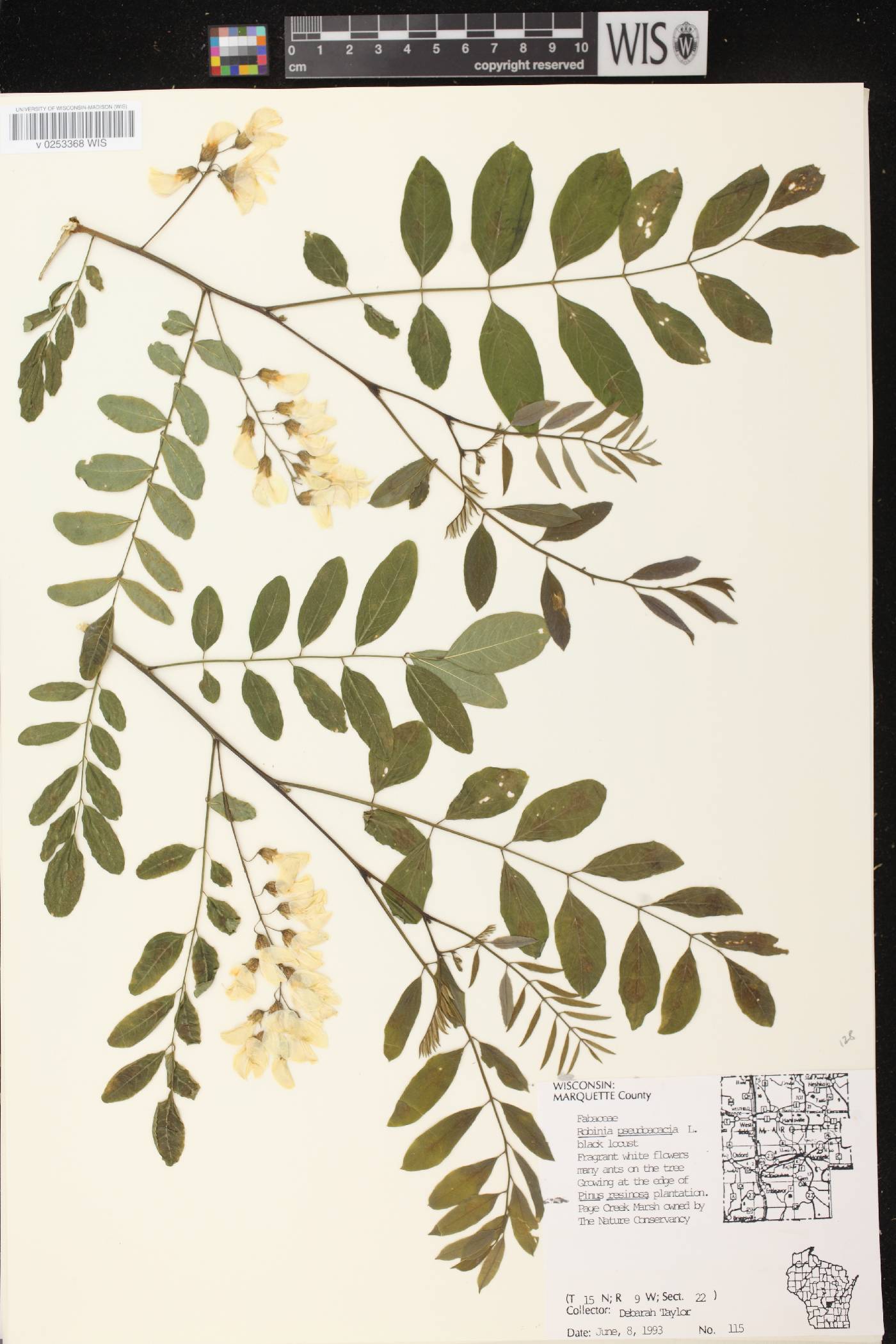 Robinia pseudoacacia image