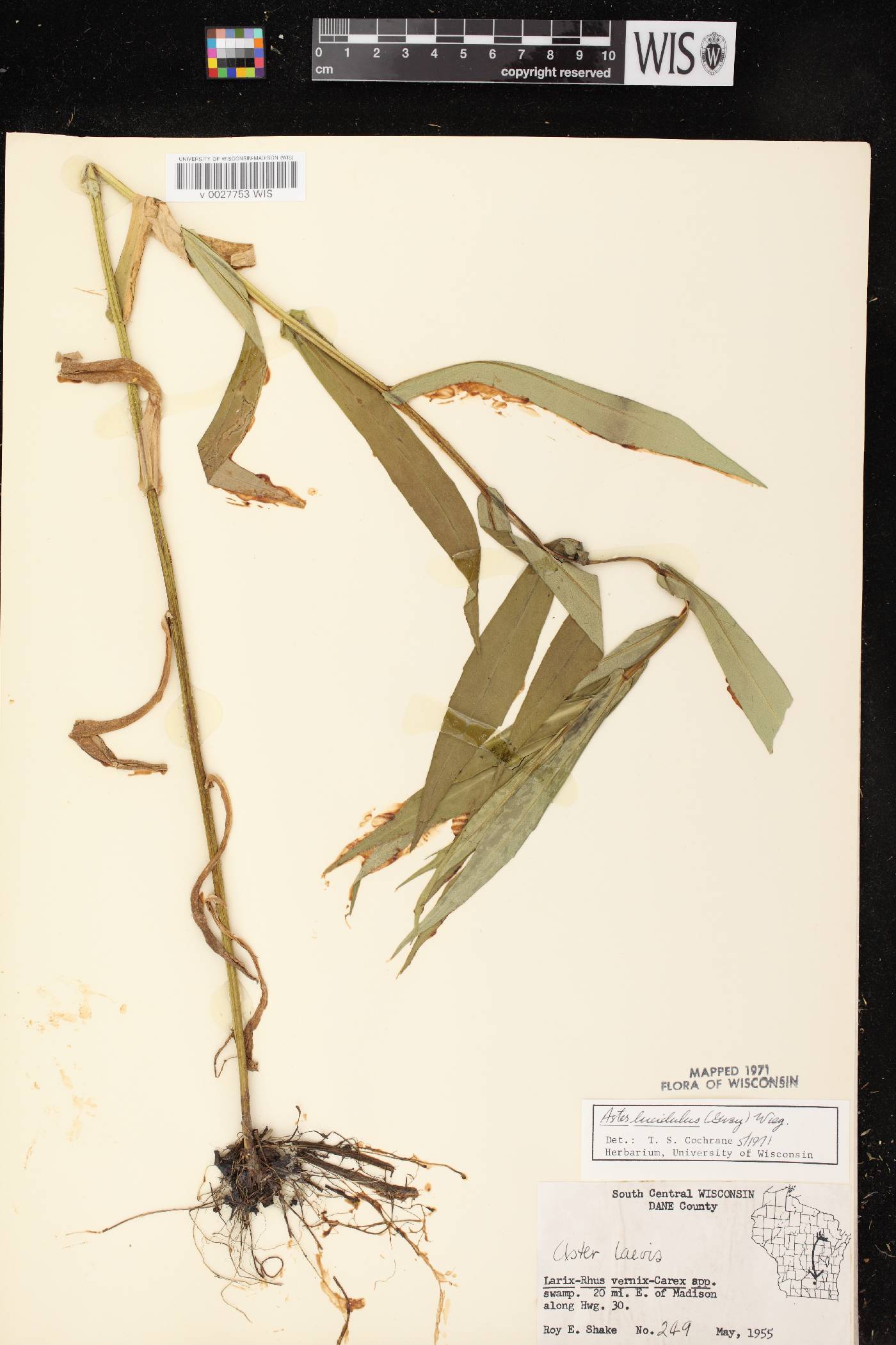 Symphyotrichum firmum image