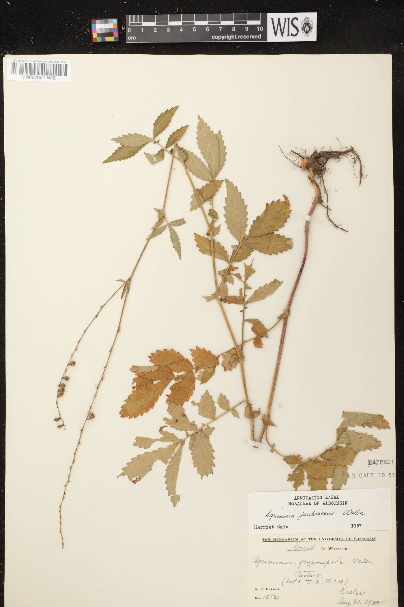 Agrimonia pubescens image
