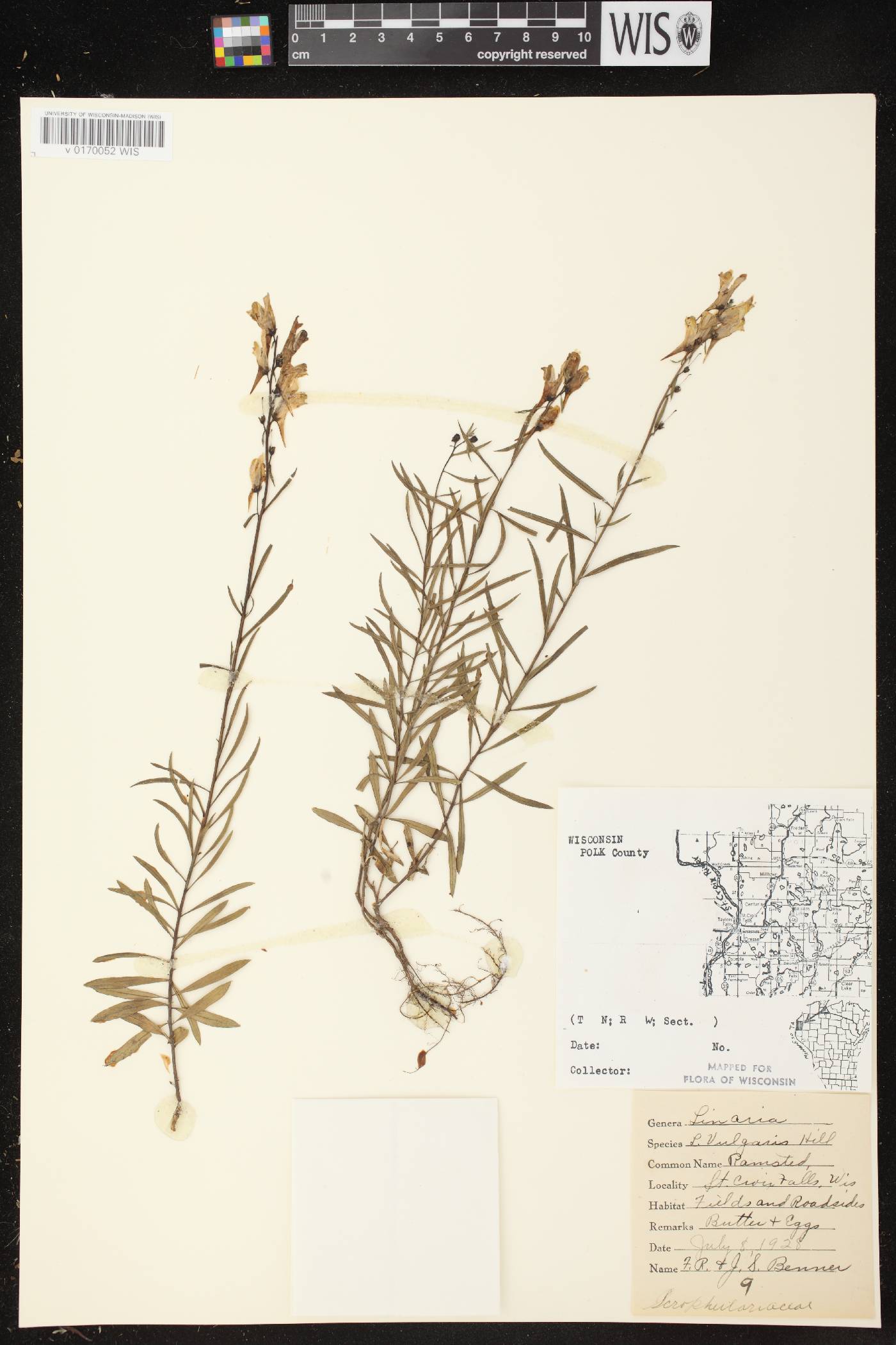 Linaria vulgaris image